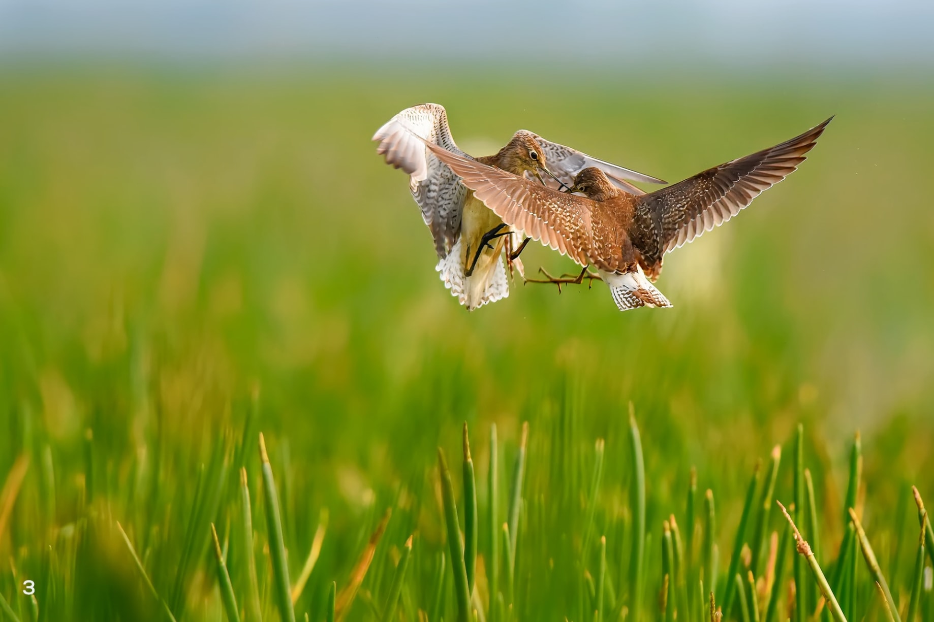 Wood sandpiper