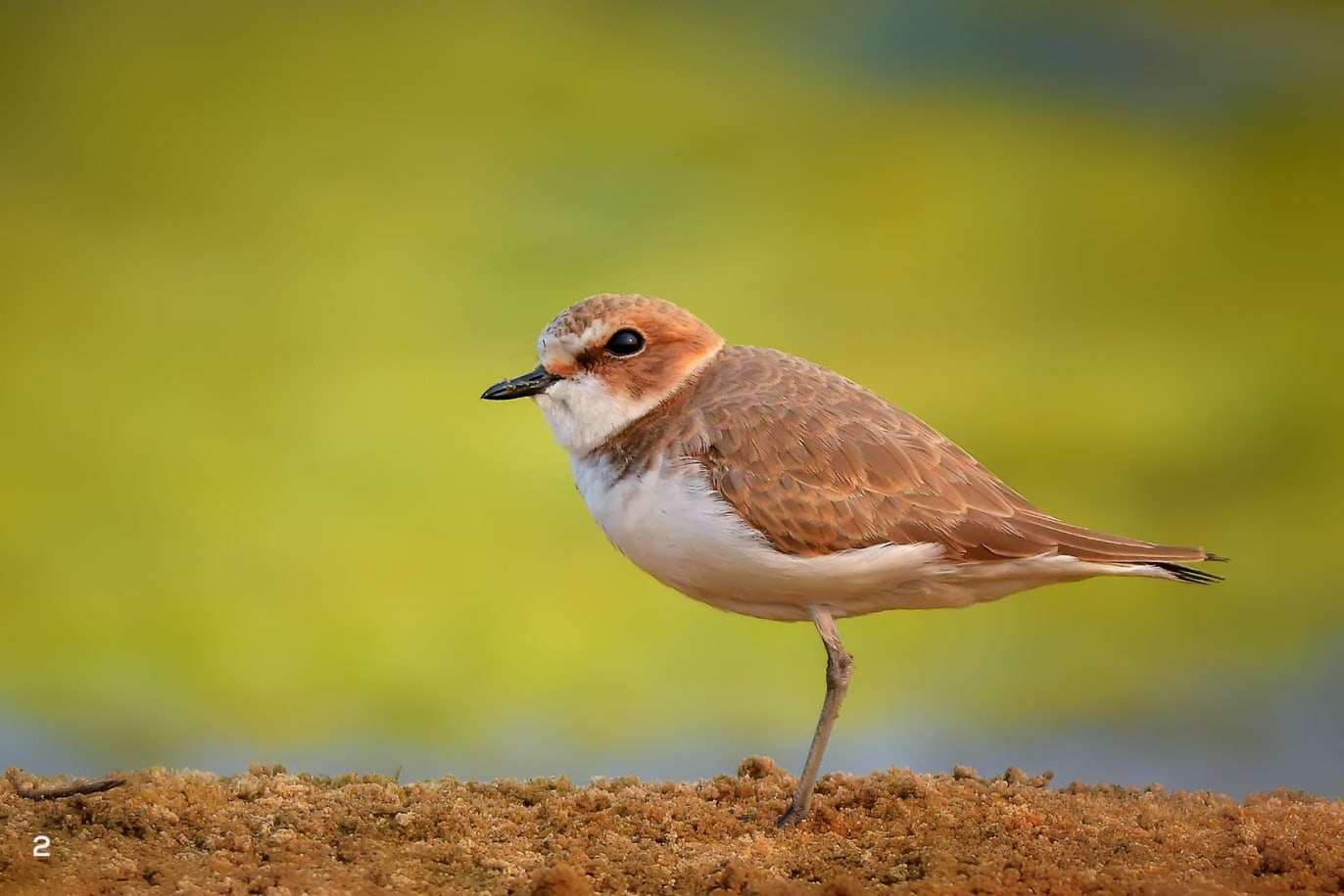 Kentish plover