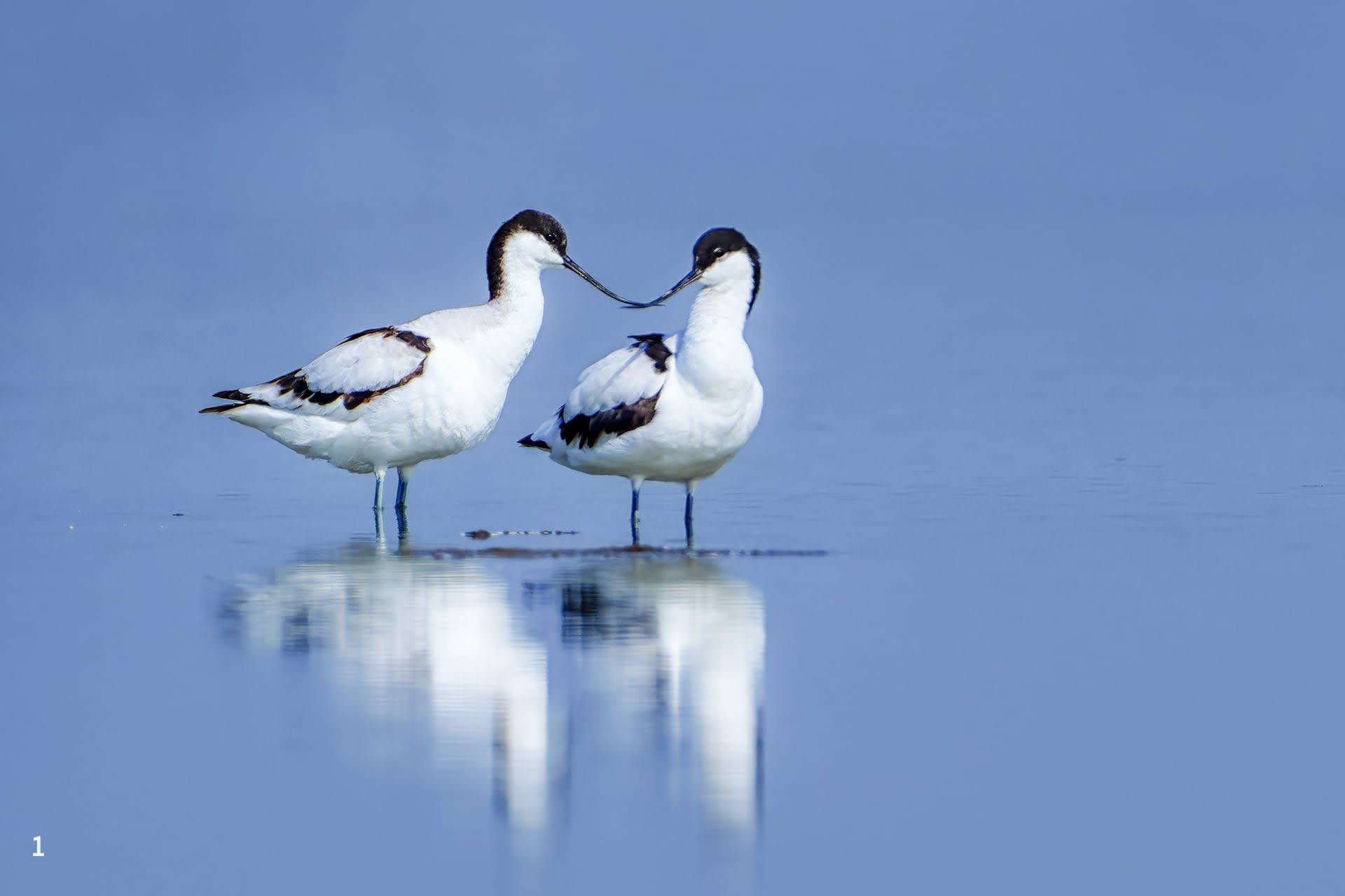 Pied avocet