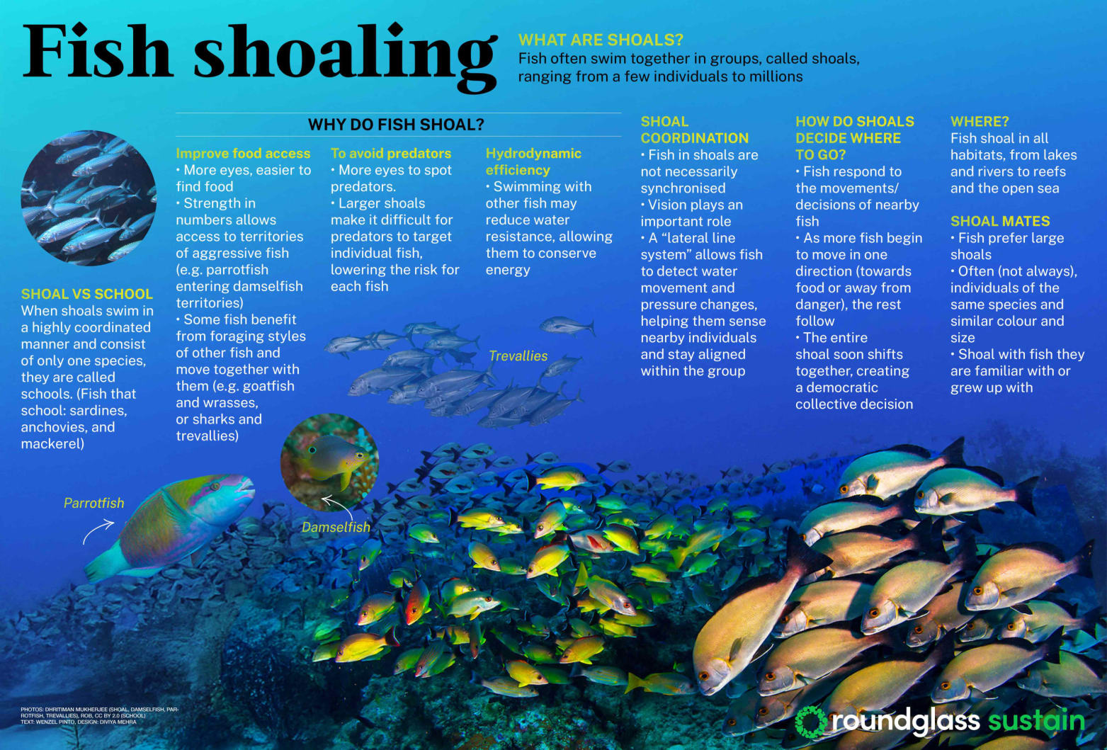 An explainer on why fish shoal