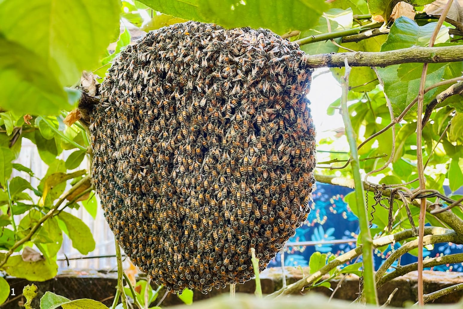 Dwarf honeybees
