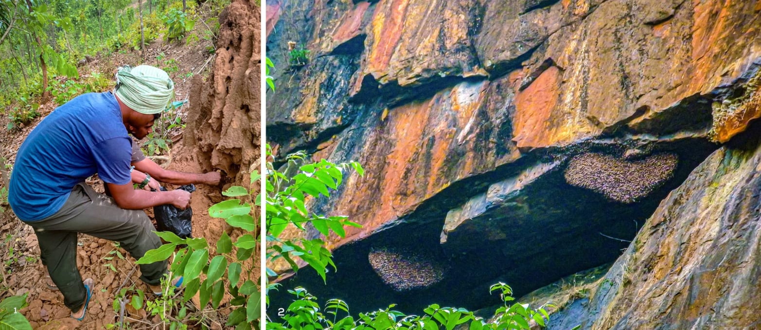  Tribal honey collectors harvesting from Apis cerana hives and colonies of giant honeybee nesting on rocky cliffs