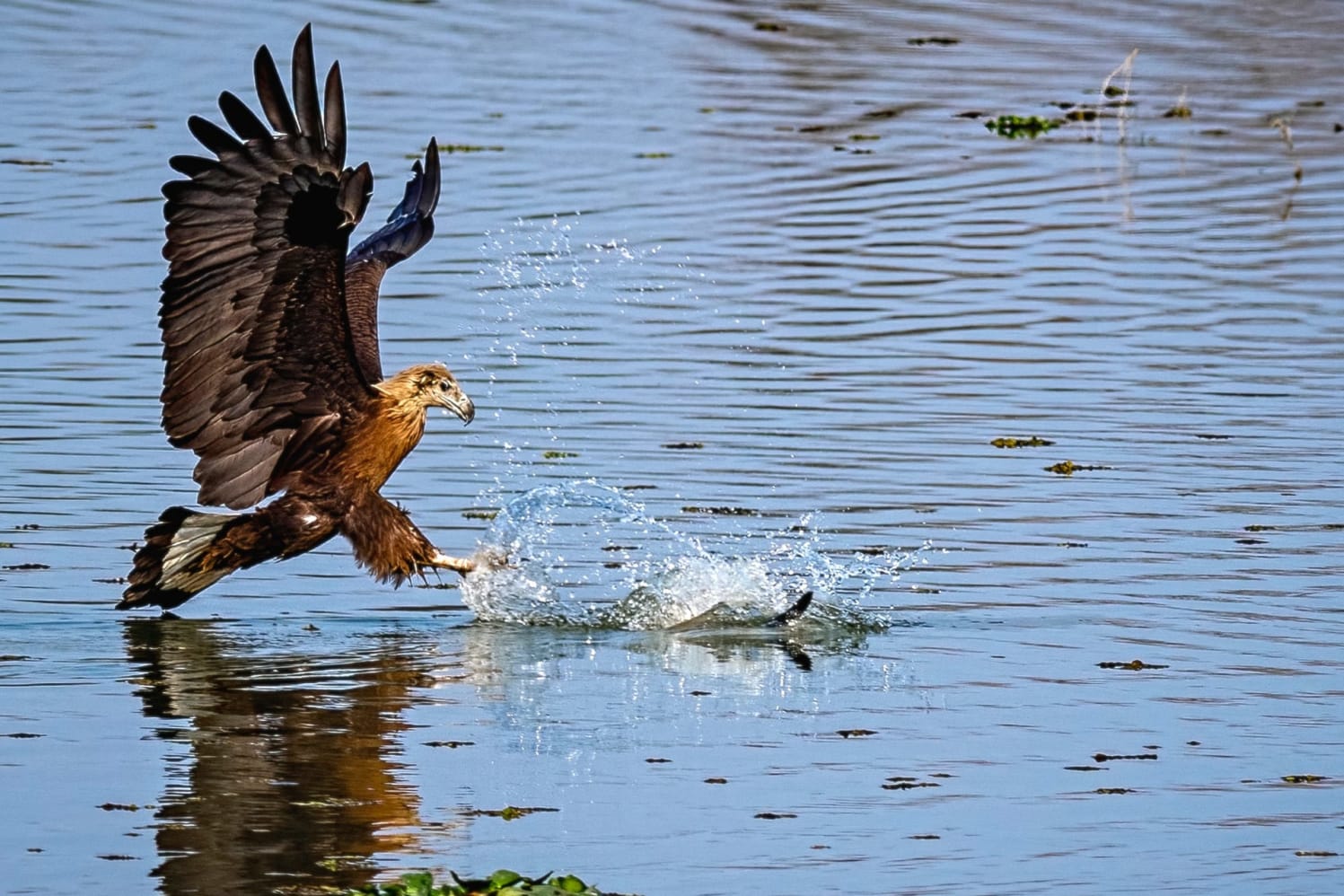 Pallas’s fish eagle hunting