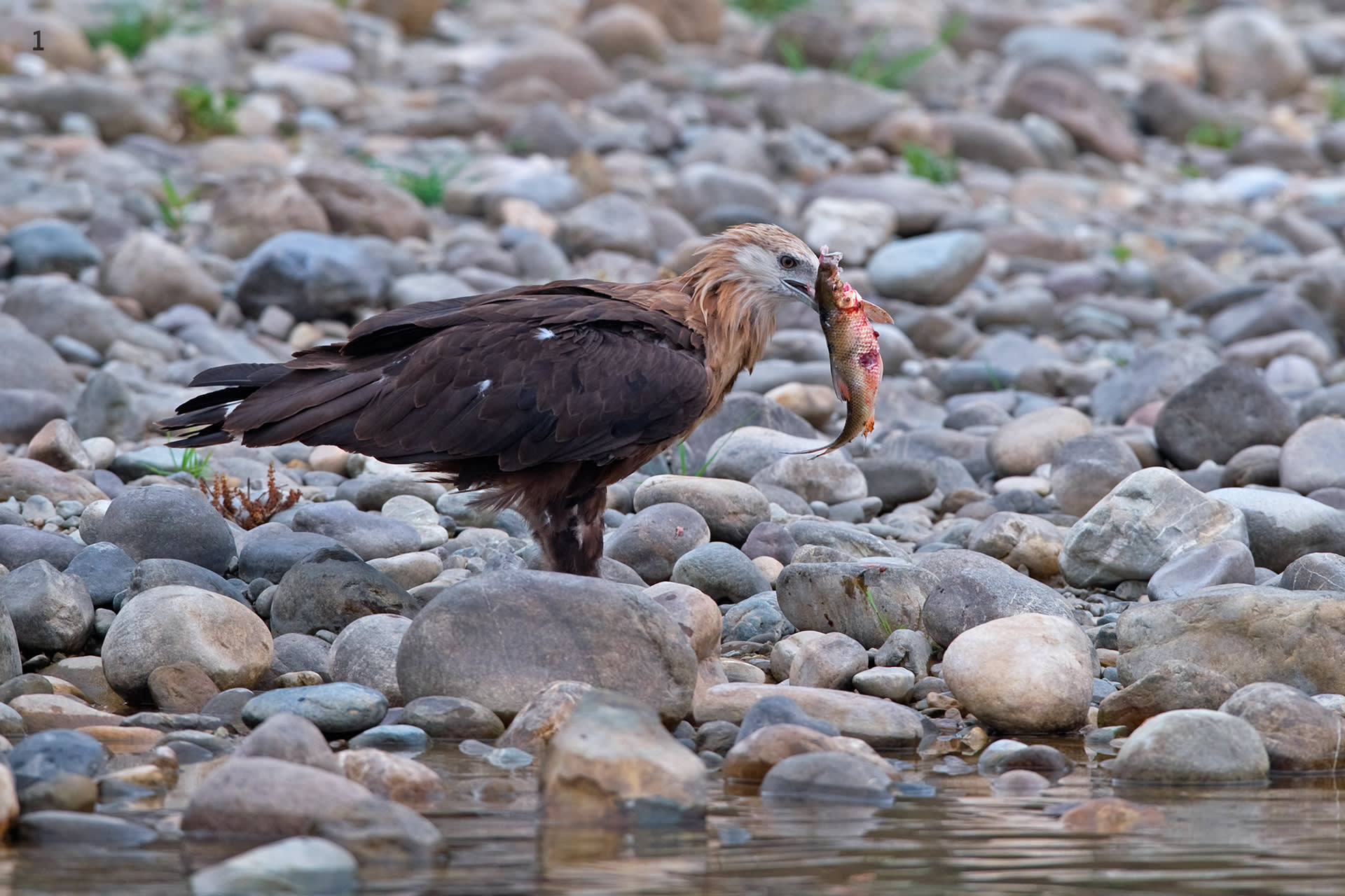 Pallas’s fish eagle feeding