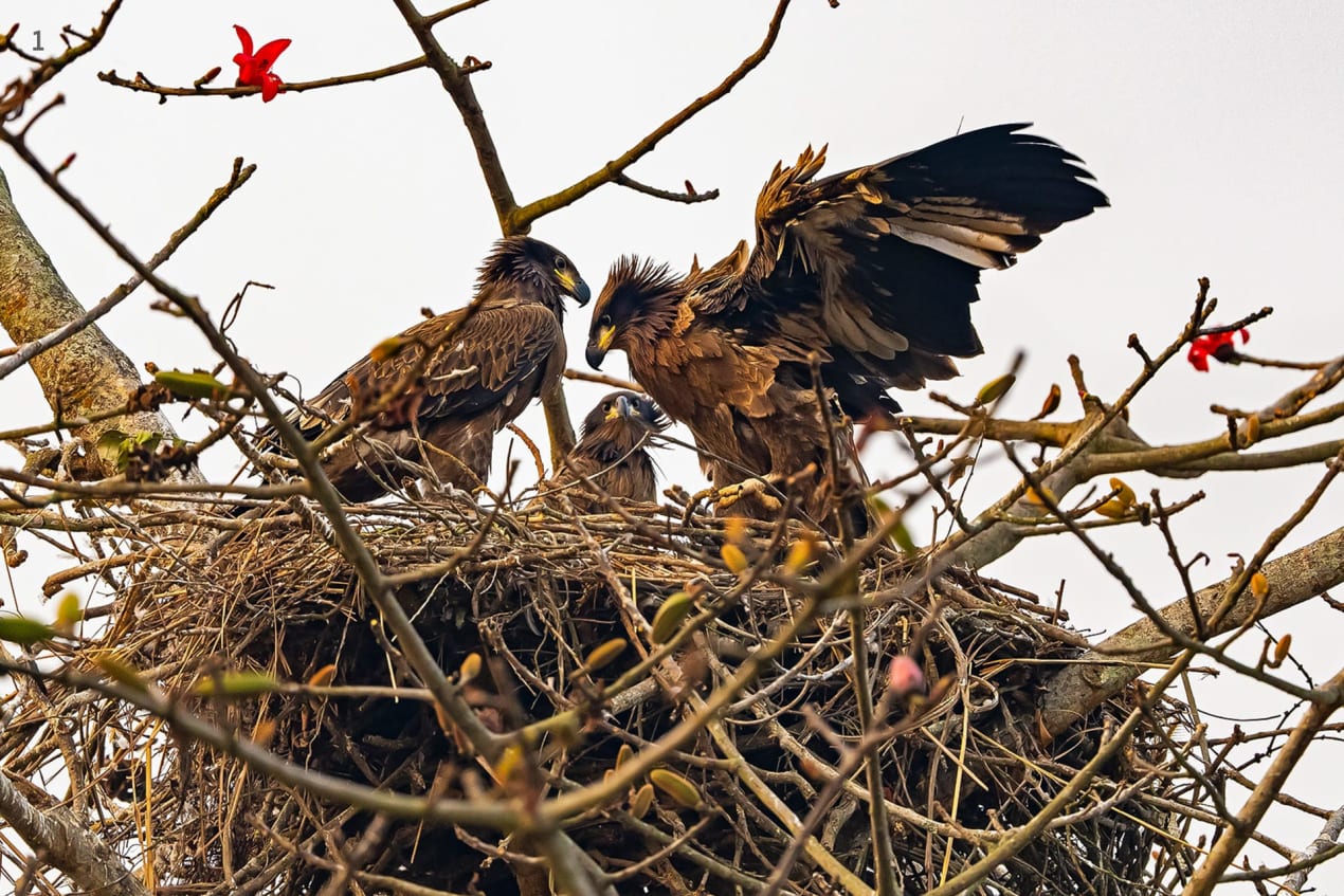 Pallas’s fish eagle nest