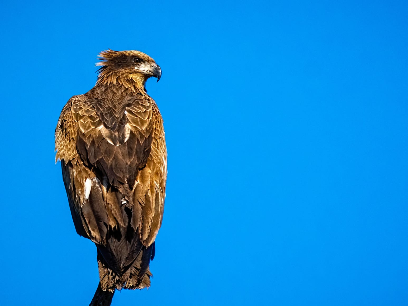 Pallas’s fish eagle