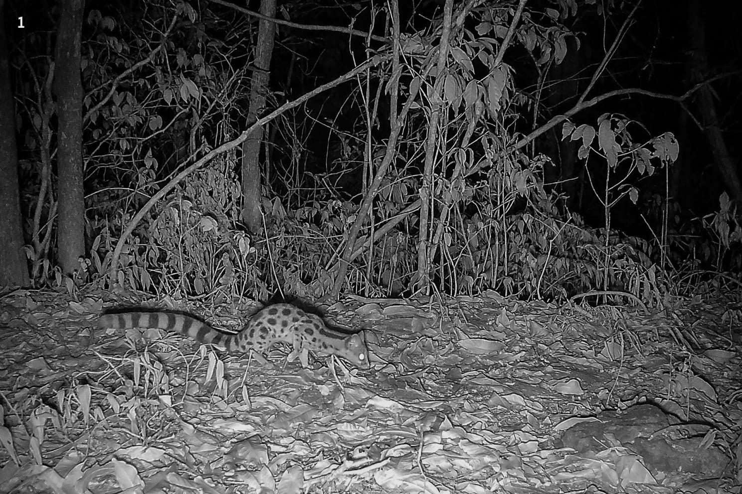 Camera traps show cats using different trails in the same landscape. In Balpakram, a camera-trap photo is often the only “sighting” you get. Camera trap image of a clouded leopard on a trail used by humans