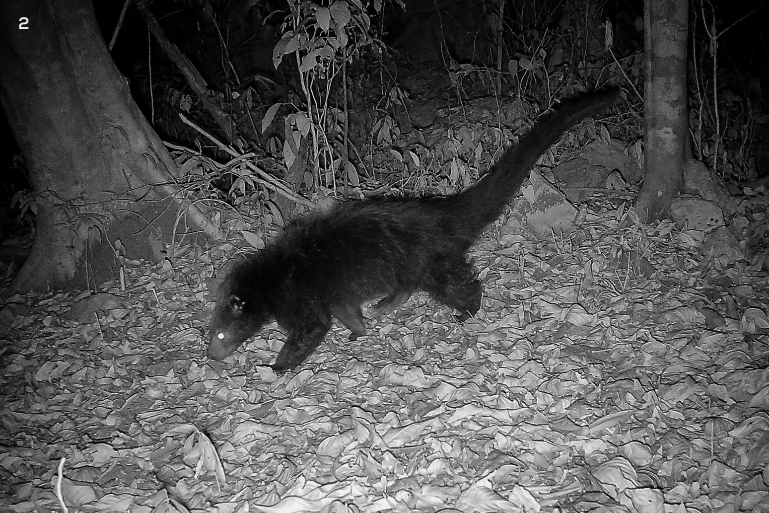 the binturong 