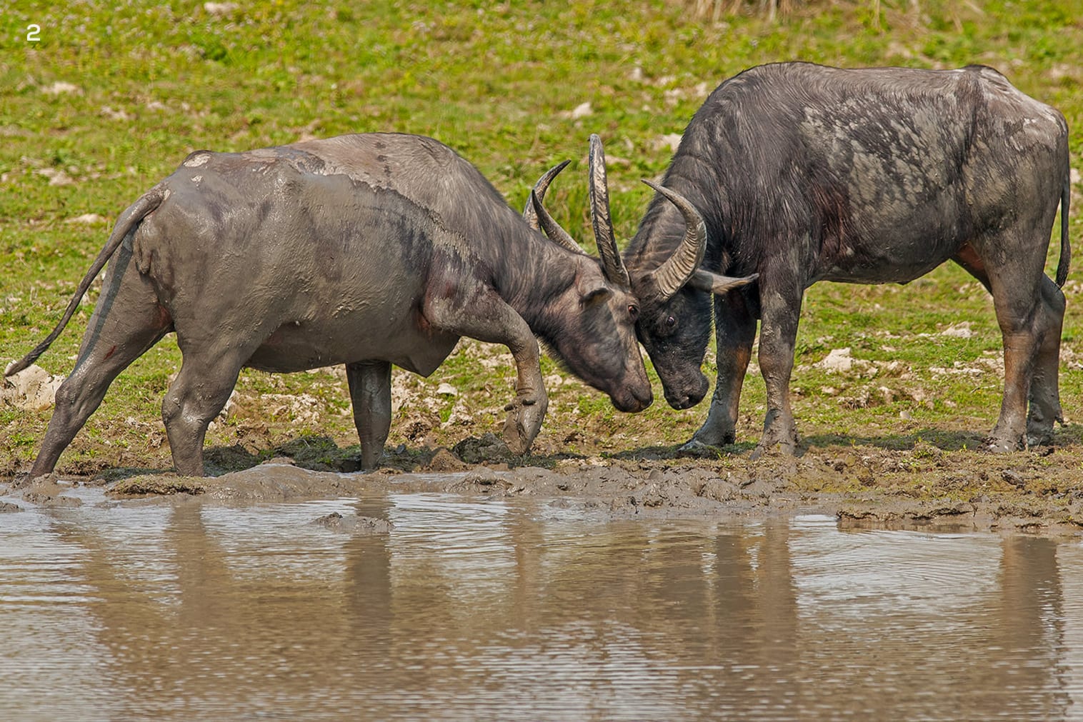 Two Indian water buffaloes in Kaziranga, Assam
