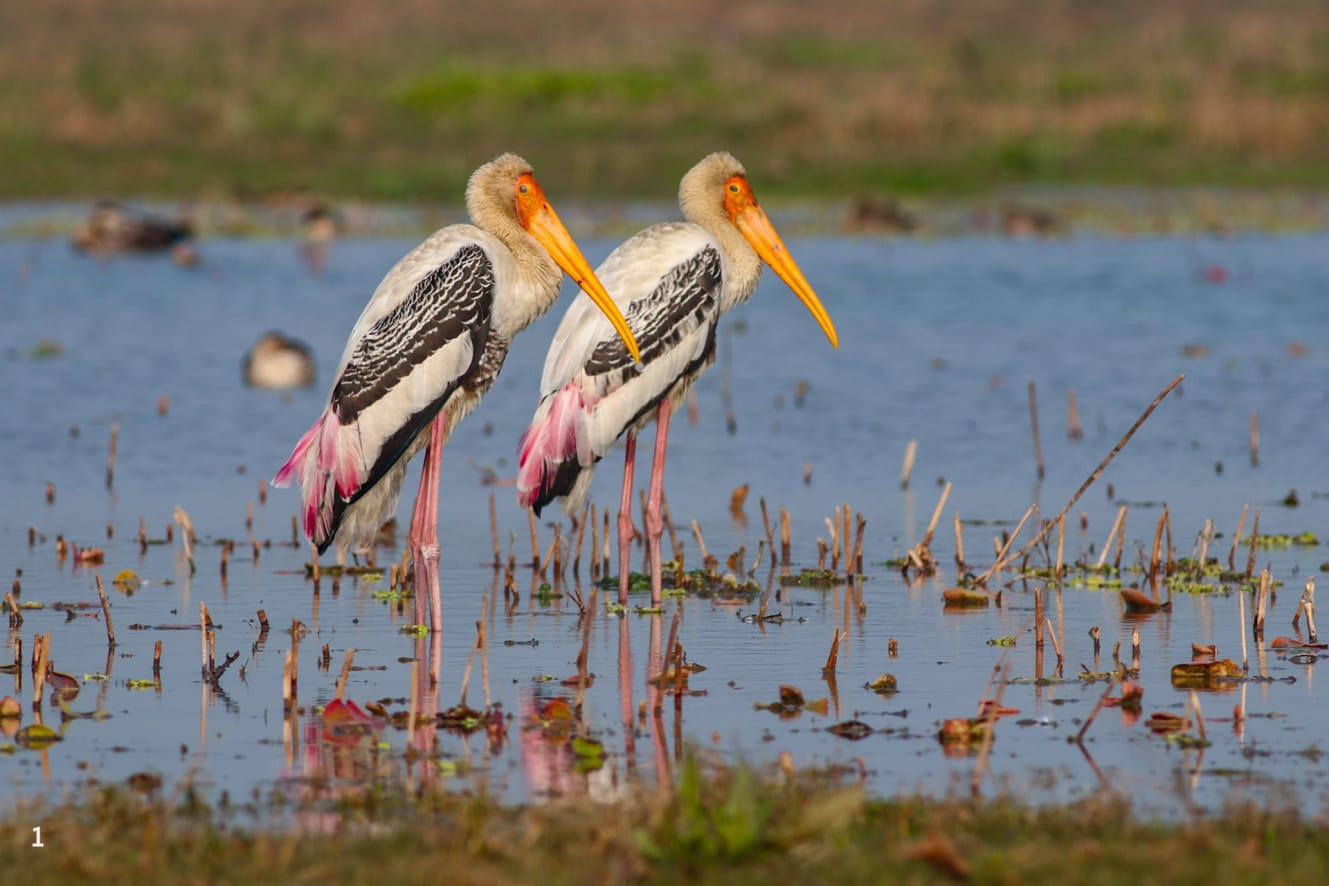 Painted stork pair standing in the wetland