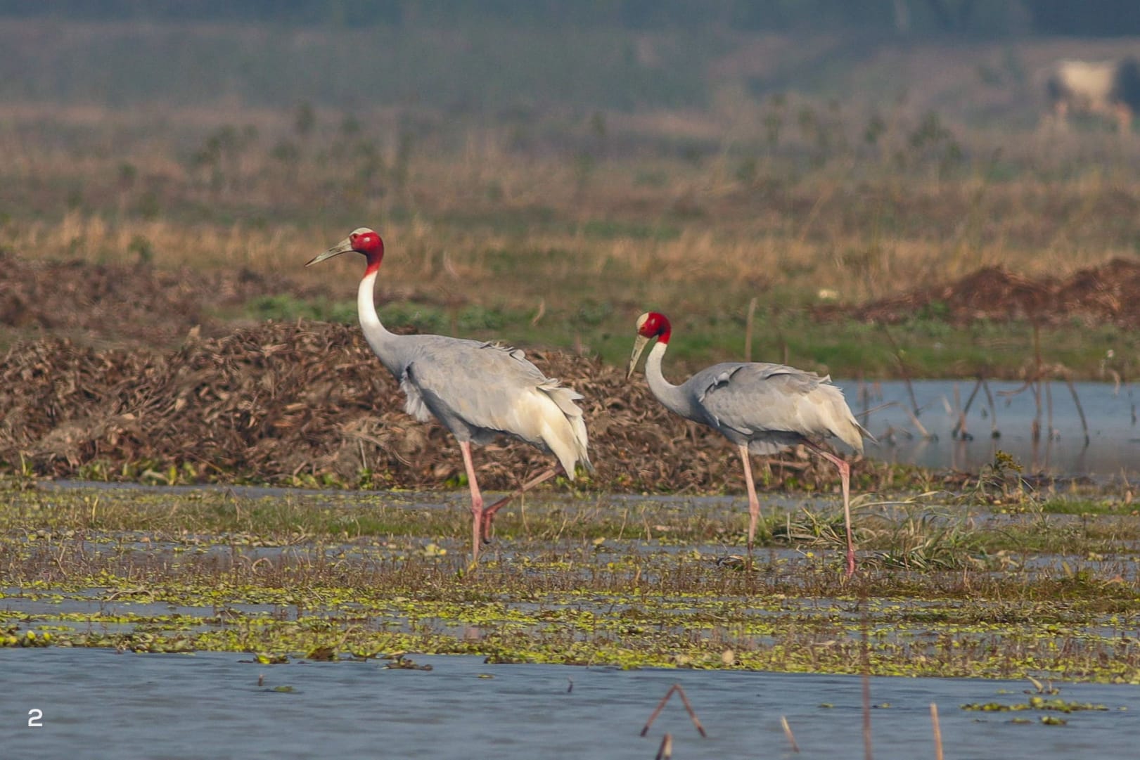 Sarus crane, the world’s tallest flying bird, is also commonly seen at the sanctuary