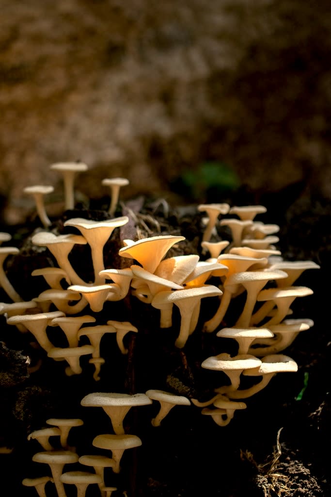 Possibly Lentinus genus fungi on tree truck, West Bengal