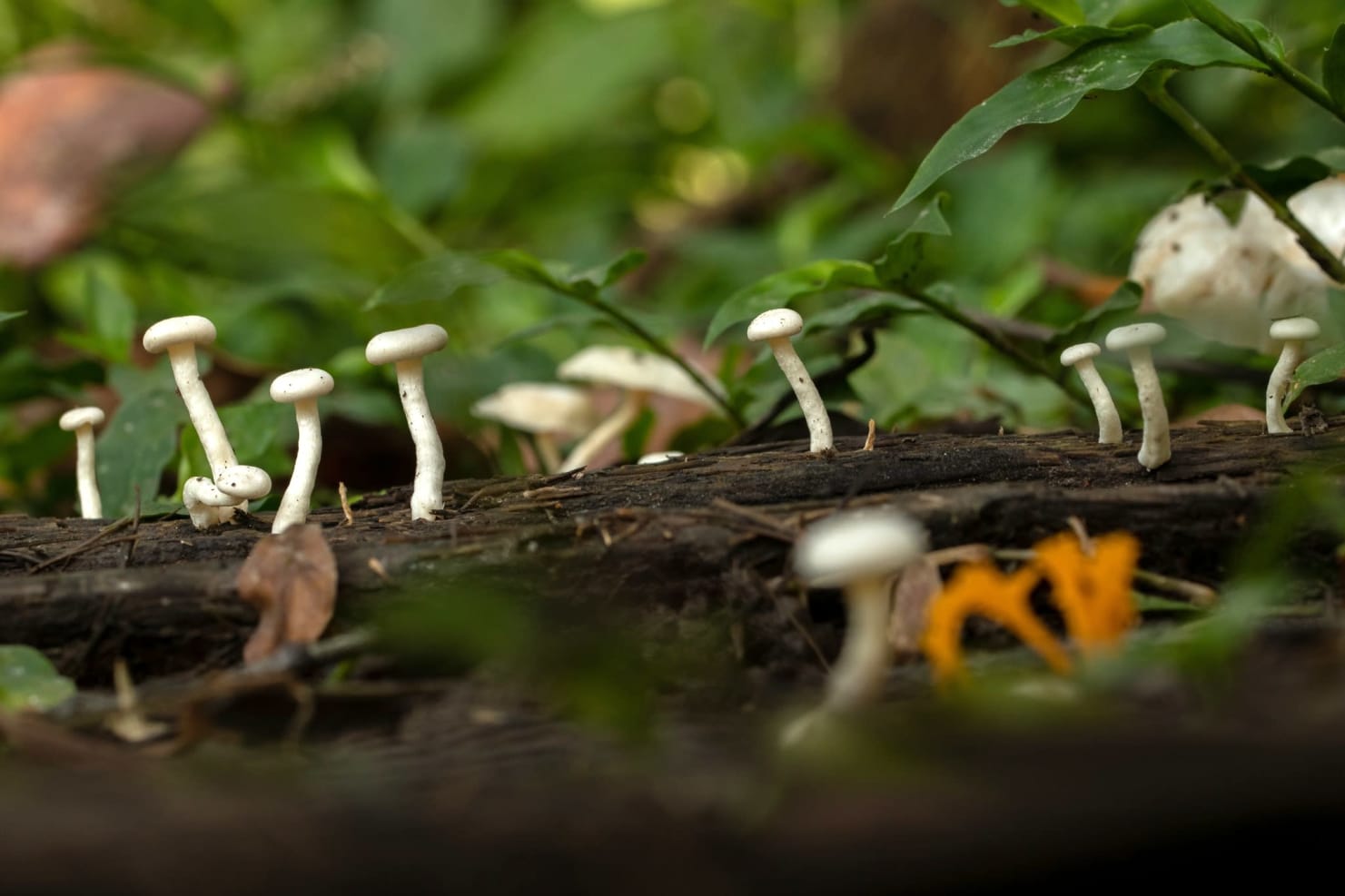 Possibly Dacryopinax sp. fungi or mushroom, West Bengal