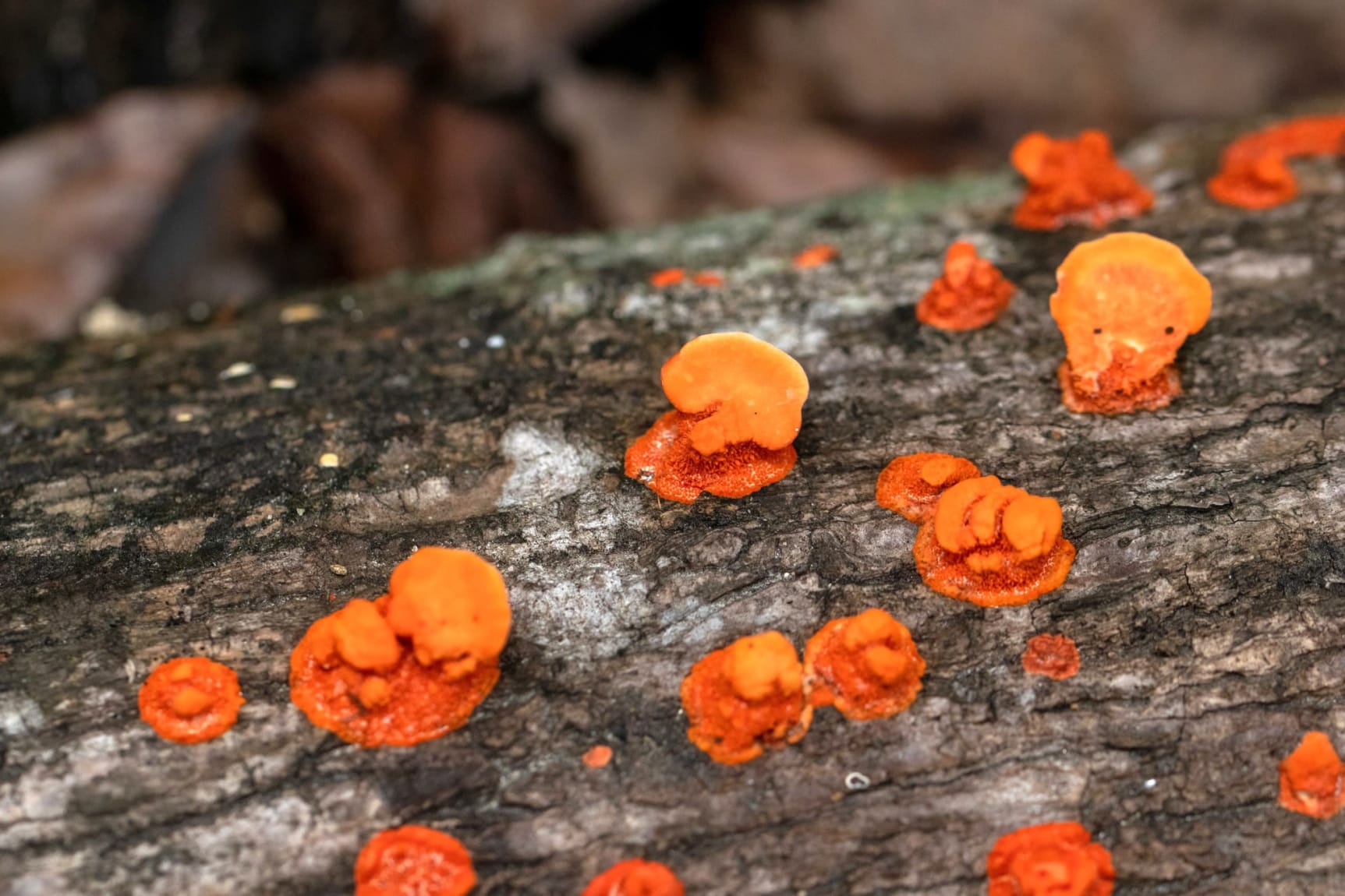 Orange coloured bracket fungi or mushroom, West Bengal