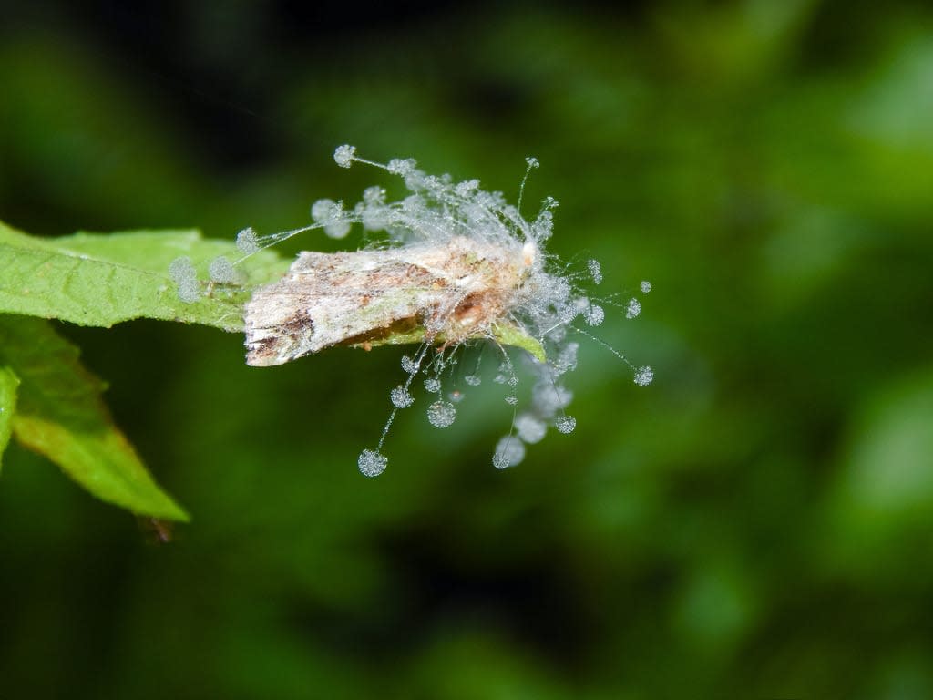 Pin mould fungi or mushroom, West Bengal