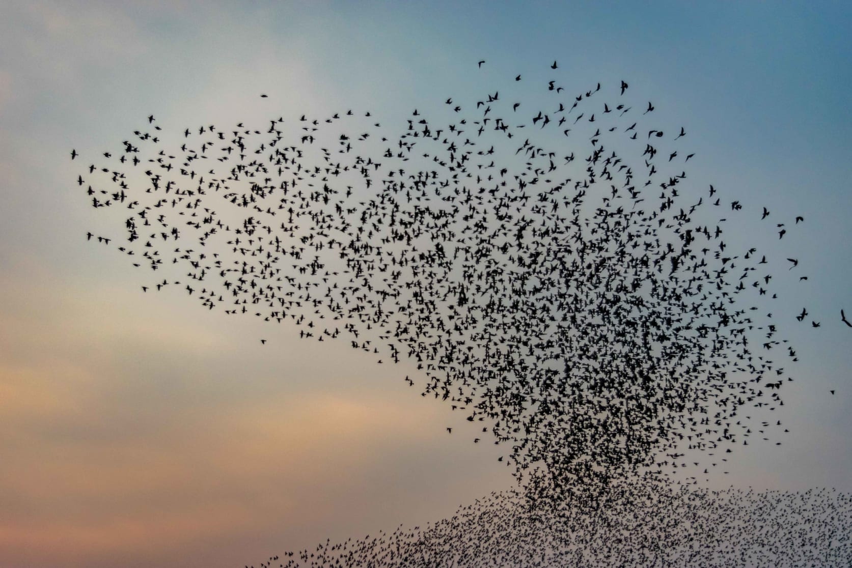 rosy starlings