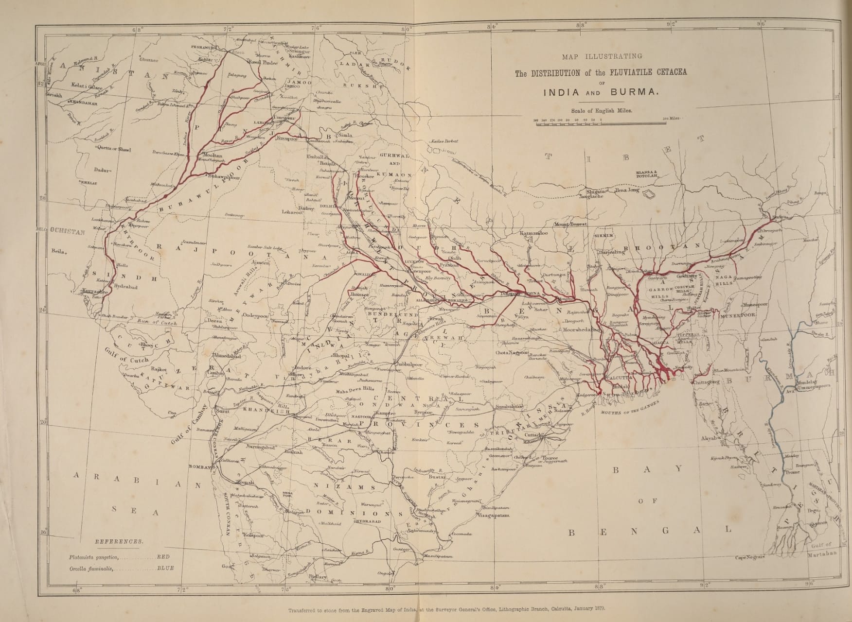 British civil servant and zoologist John Anderson documented the first geographic range of river dolphins in India. It shows the range of the Ganges river dolphin in the east and the Indus river dolphin in the west of the Indian subcontinent. 