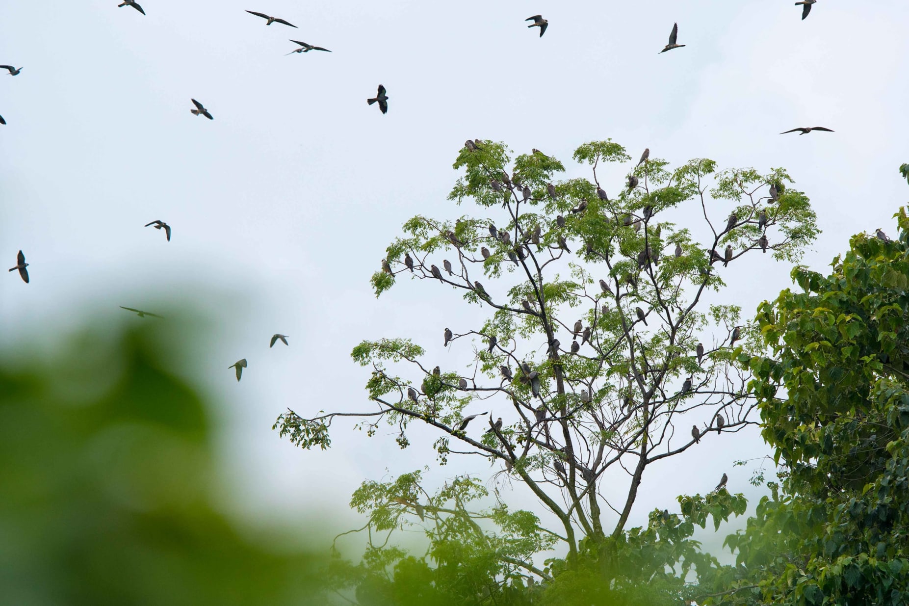 A flock of Amur falcons flying in Nagaland