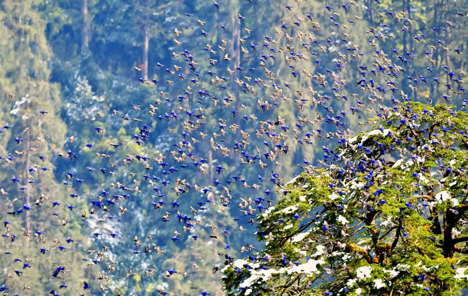 A flock of grandalas flying in Sikkim