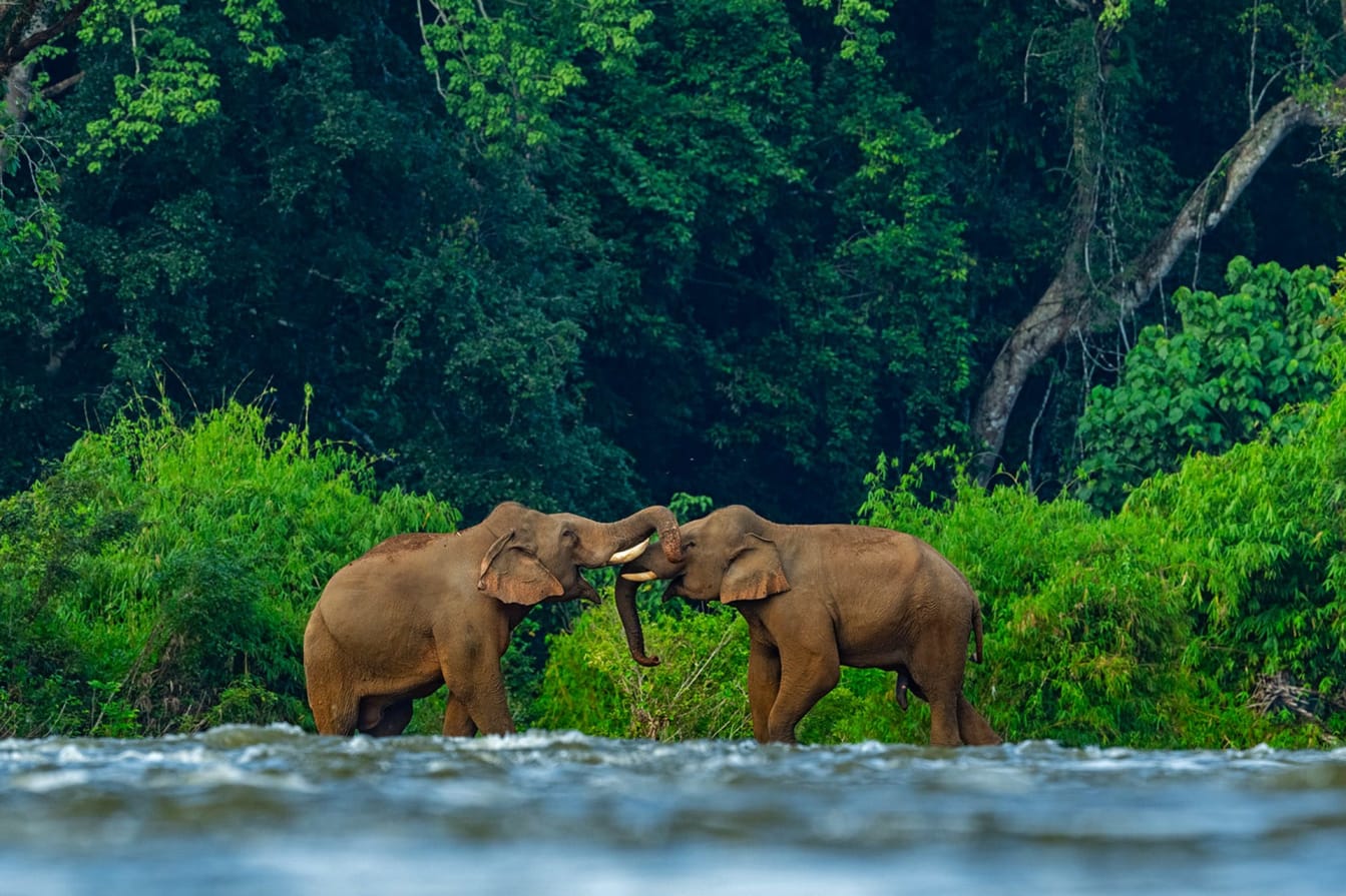 Elephants are sometimes seen at the Chalakkudy riverbank, either crossing over into the forest or looking for a leisurely bath and drink when the river is in full flow.