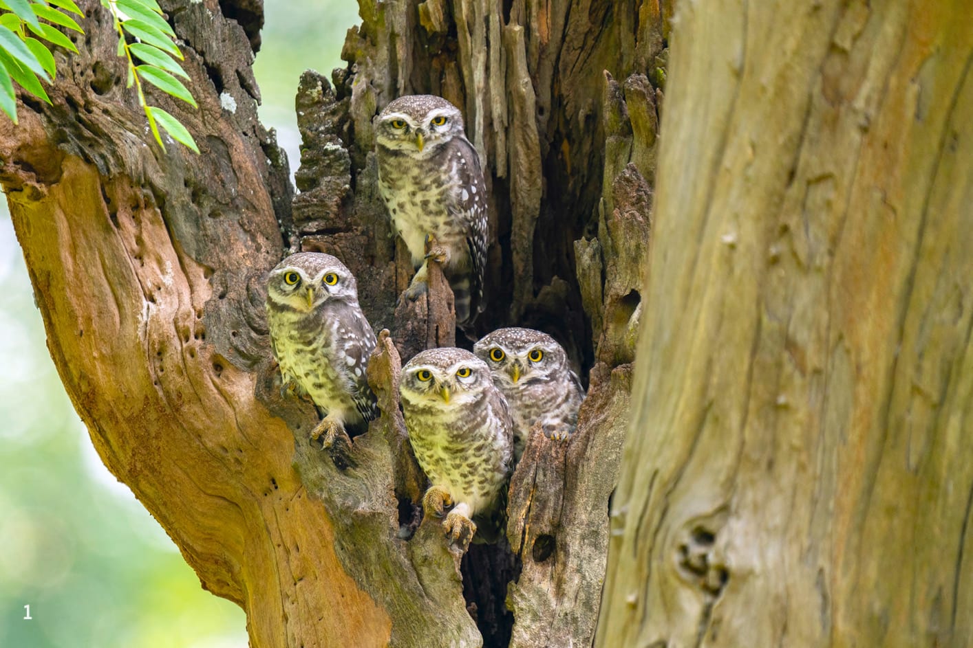 A parliament of spotted owlets sitting on a tree cavity.