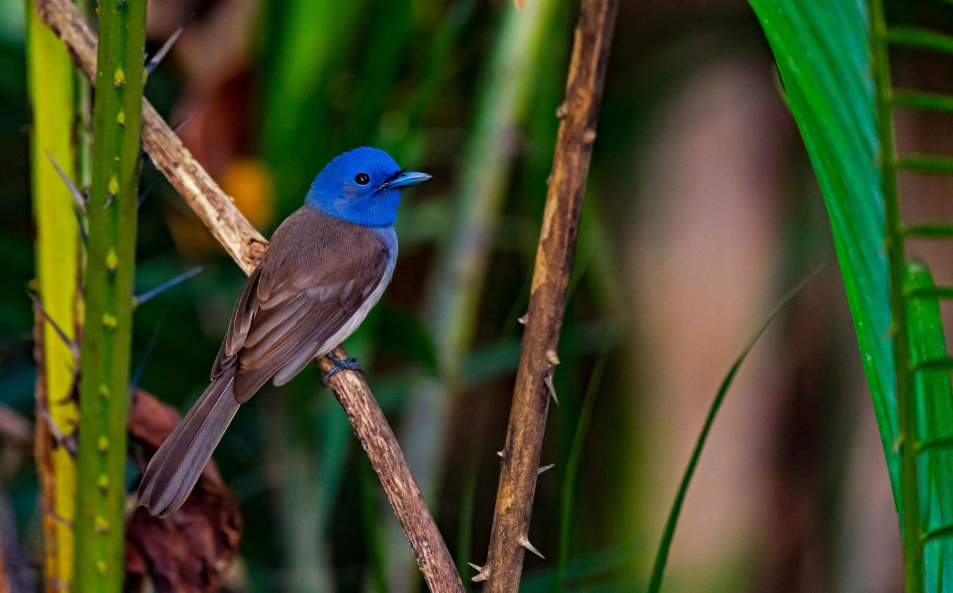 A black-naped monarch perched on a branch.