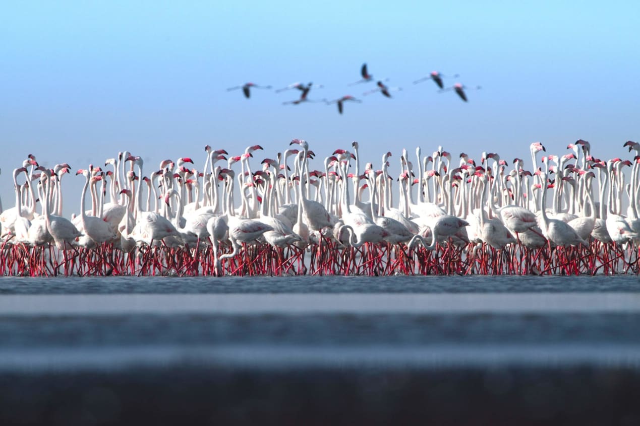 A flock of flamingos.