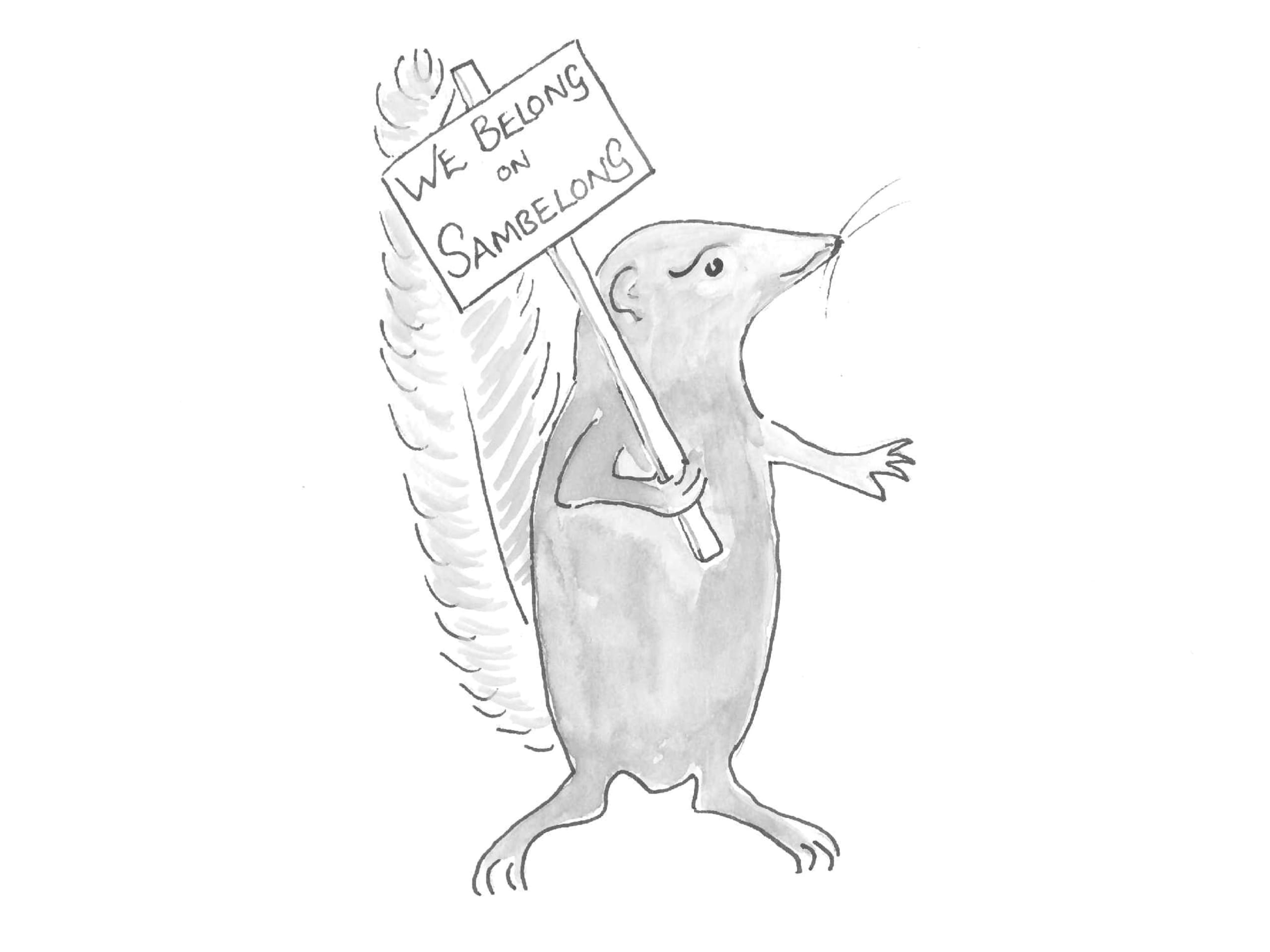Nicobar treeshrew