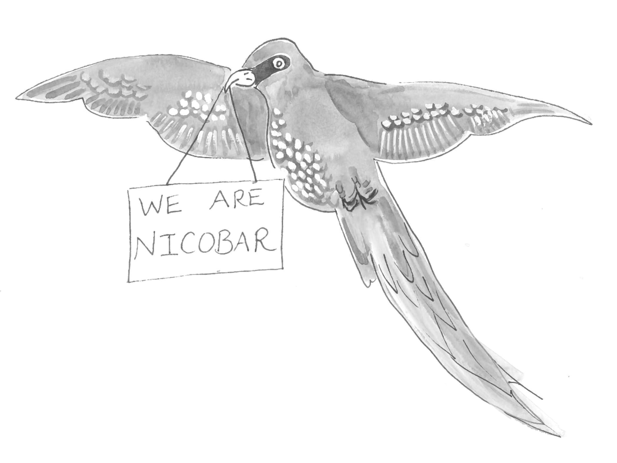 Nicobar parakeet