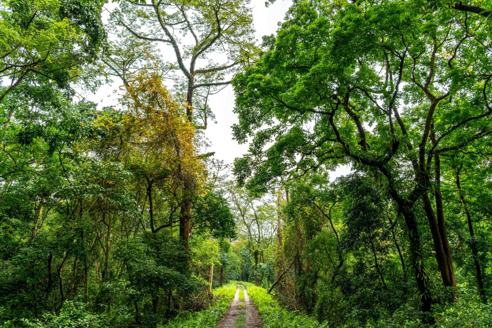 Manas National Park