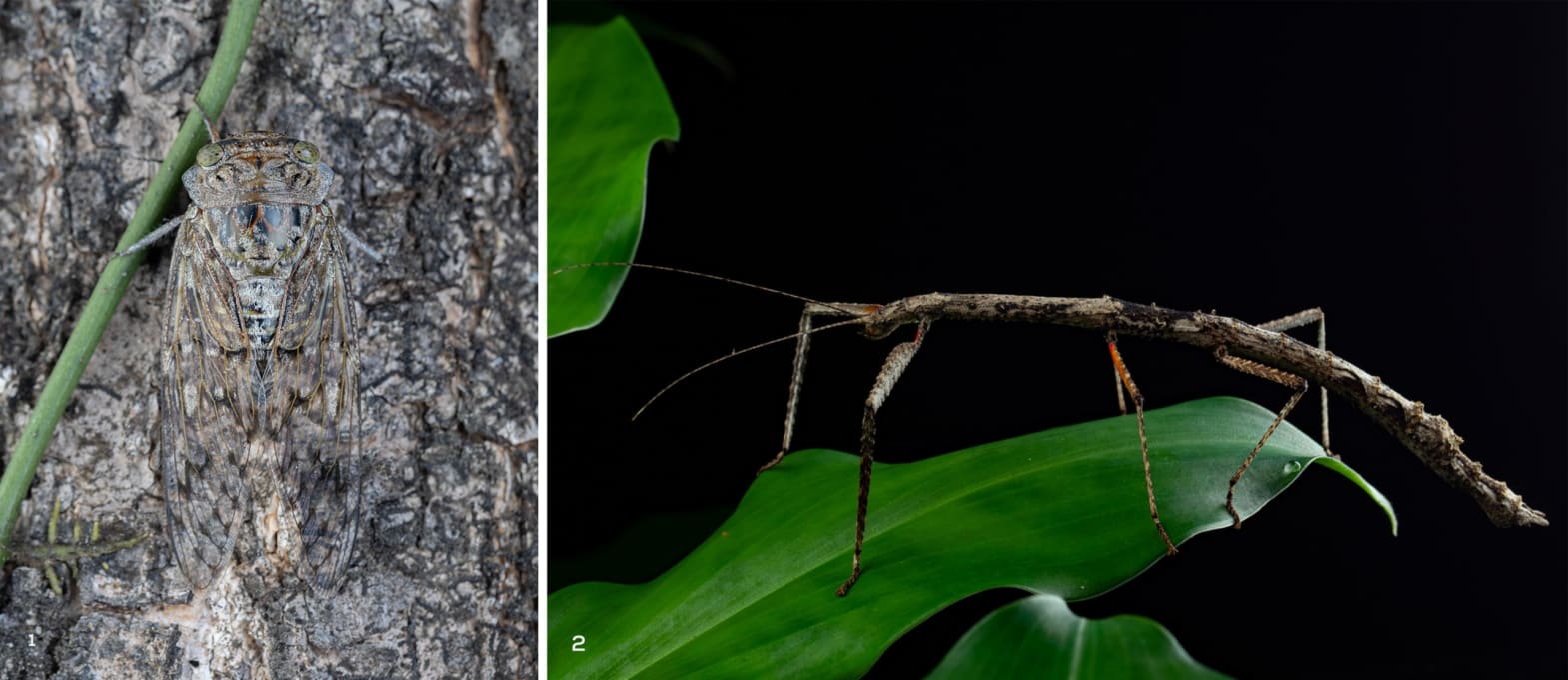 Cicada and stick insect