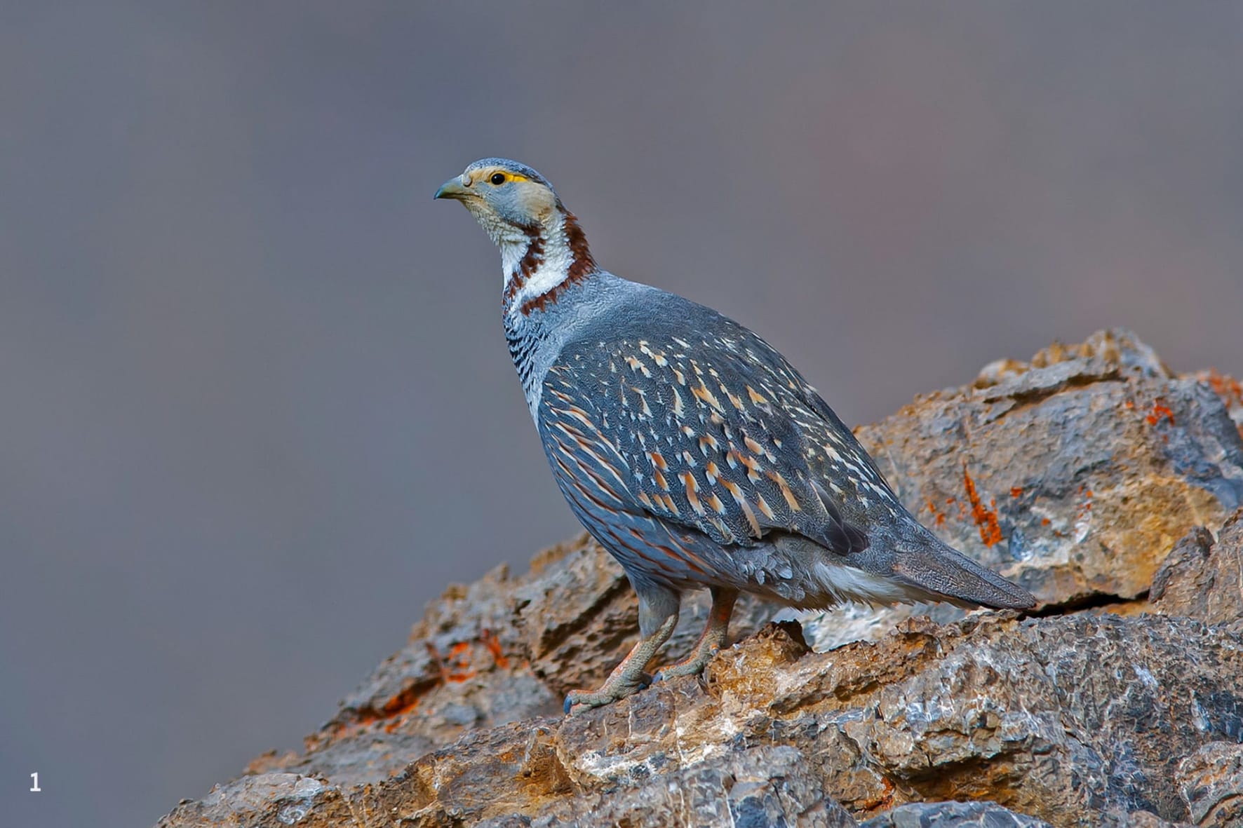 Himalayan snowcock