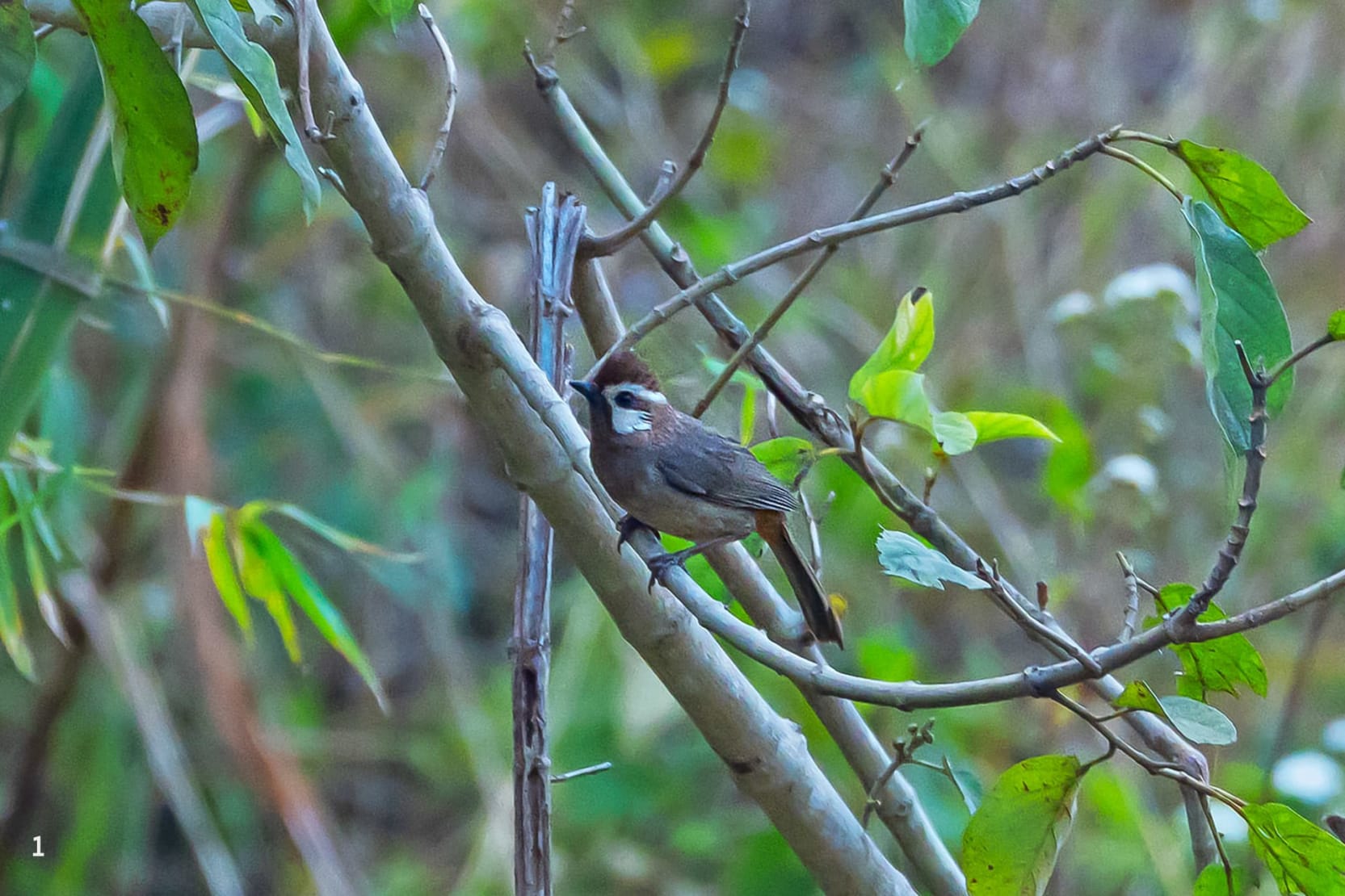 White-browed laughingthrush in Khonoma, Nagaland