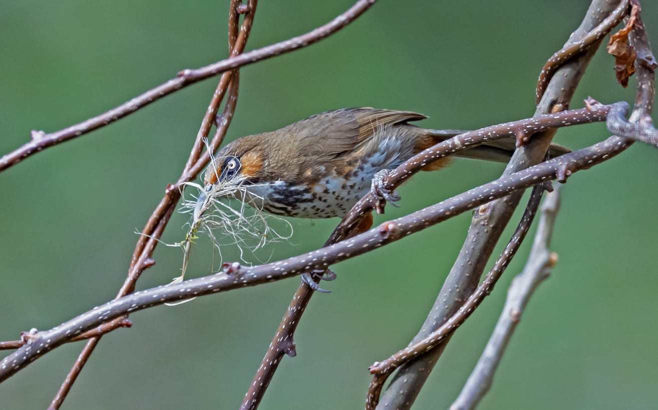 Spot-breasted scimitar-babbler in Khonoma, Nagaland