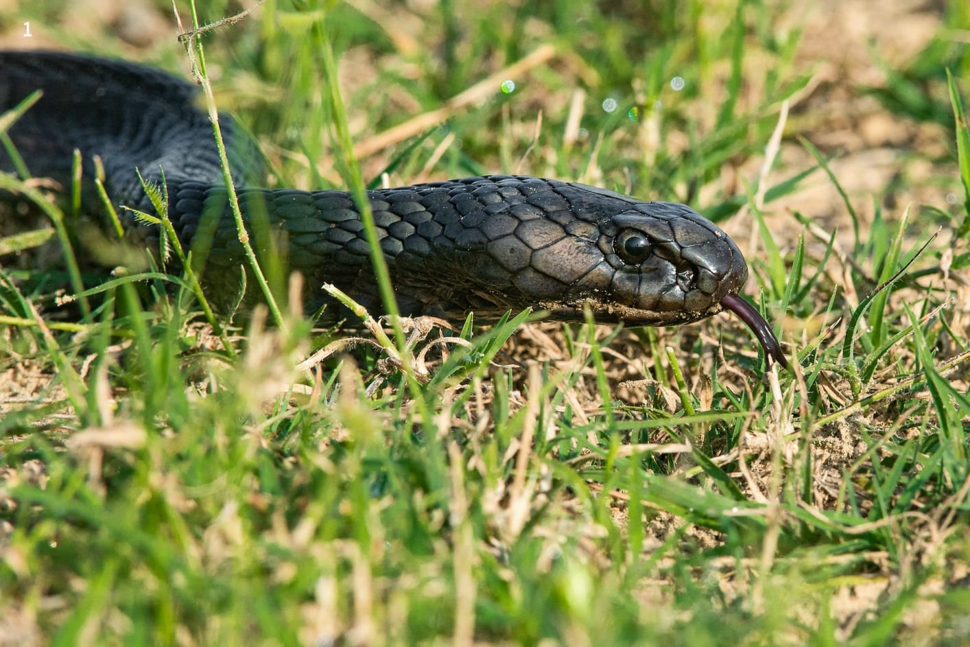 Spectacled cobra black morph