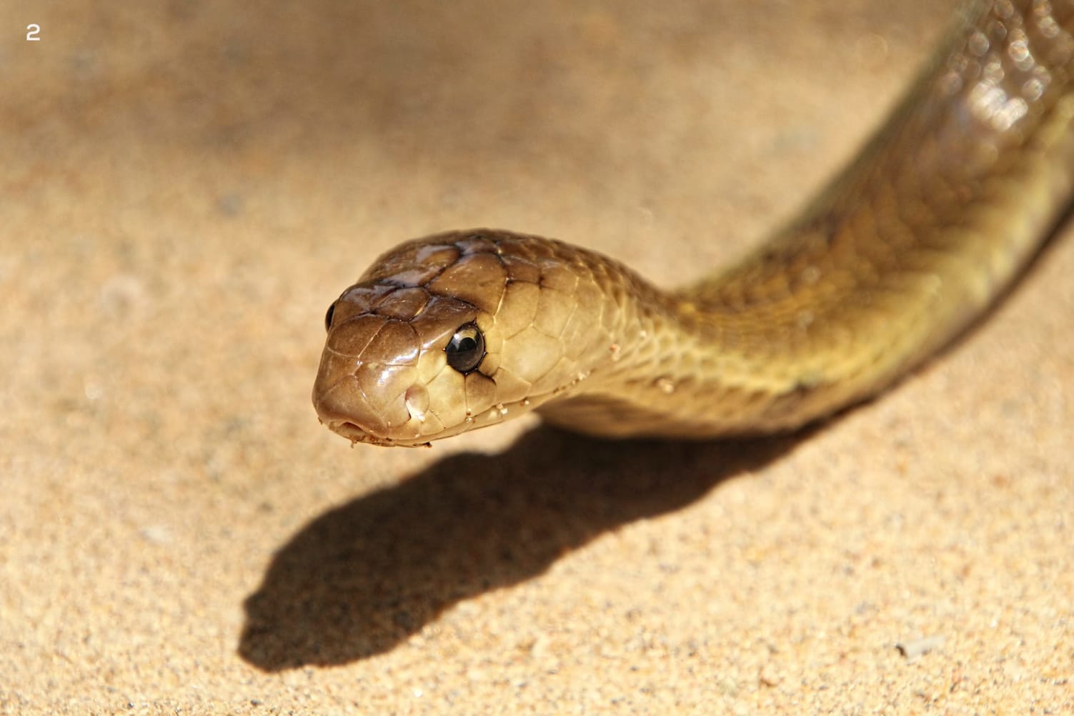 Spectacled cobra