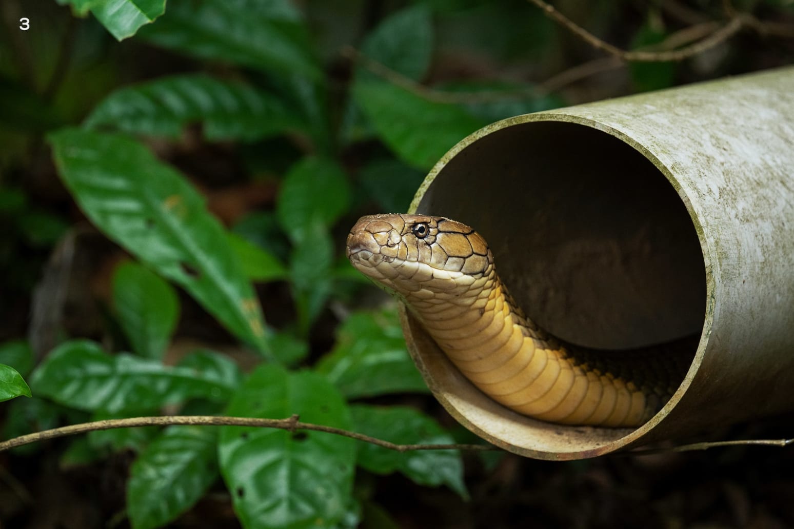 King cobra