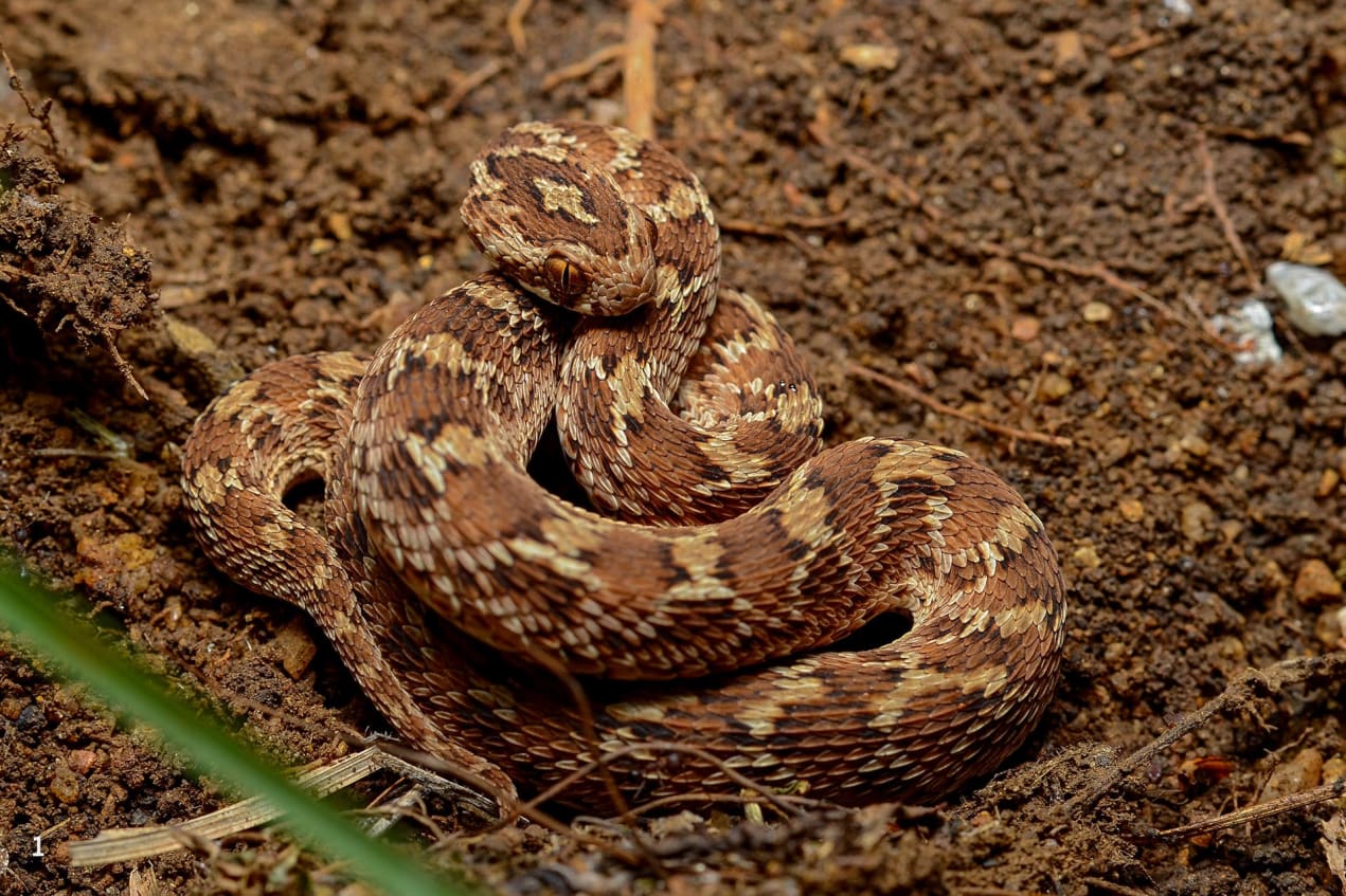 Saw-scaled viper