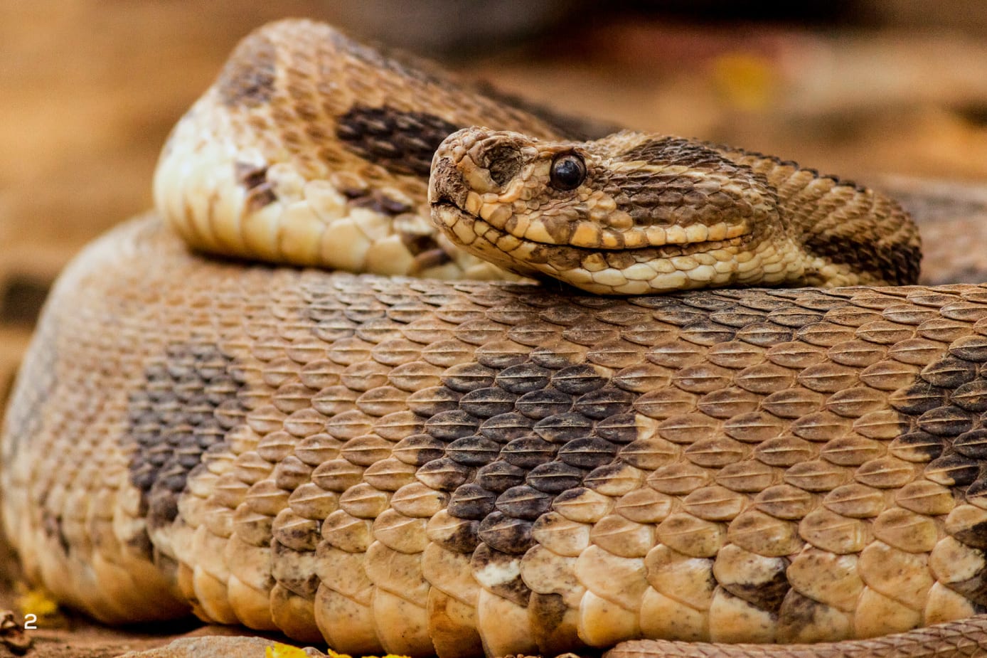 Russell's viper