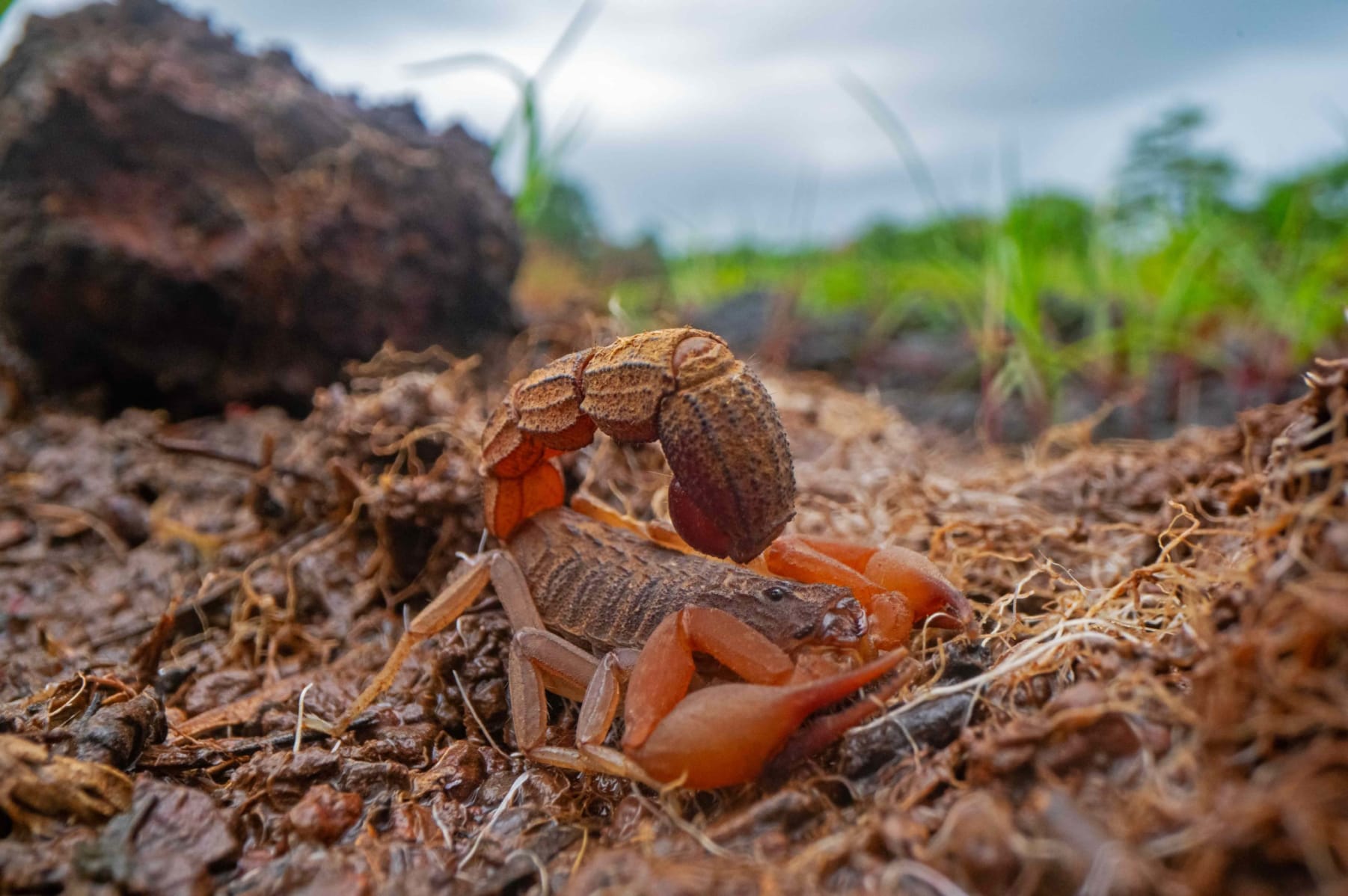 Indian red scorpion
