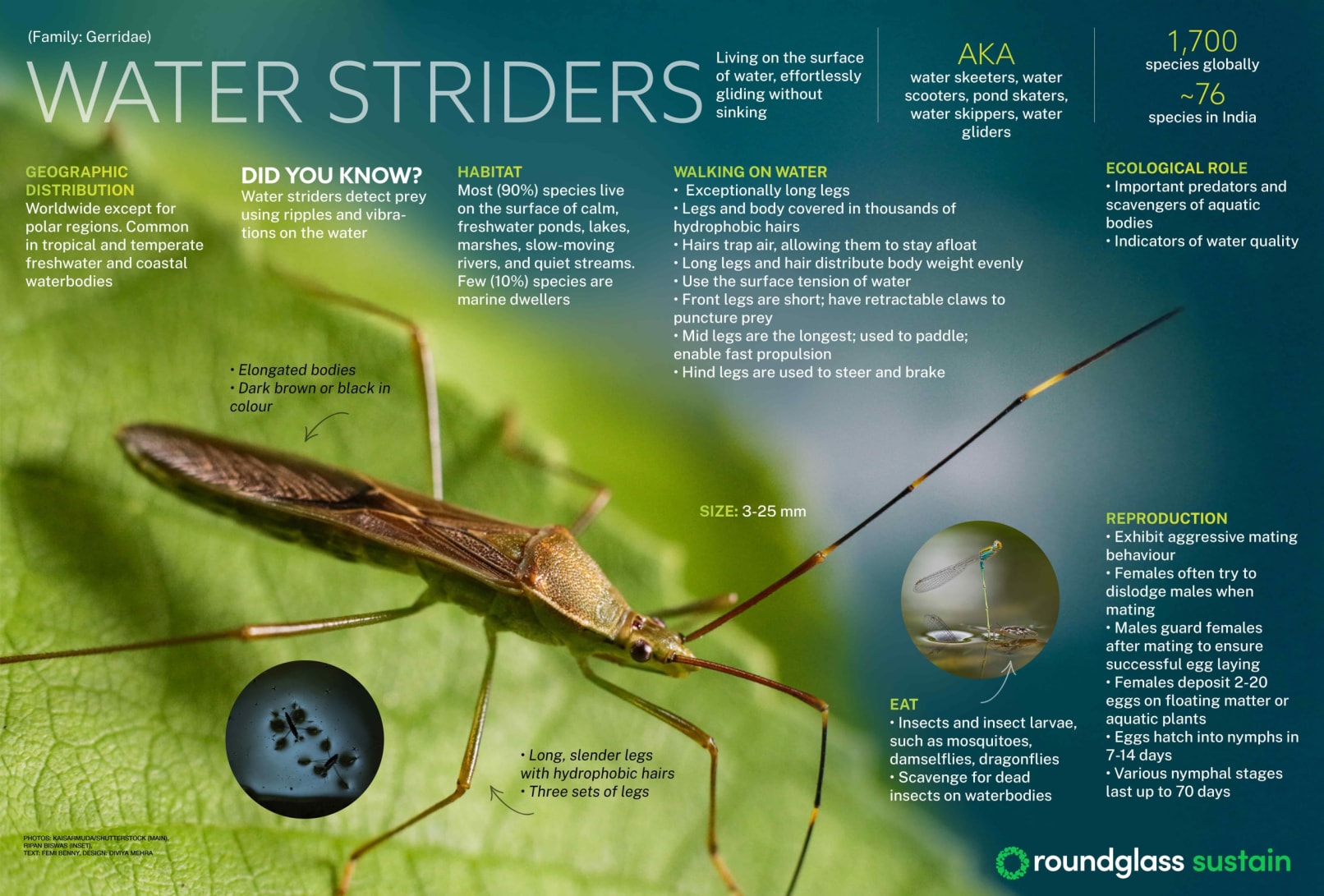 Infographic on water striders, gliders that live on the surface of water