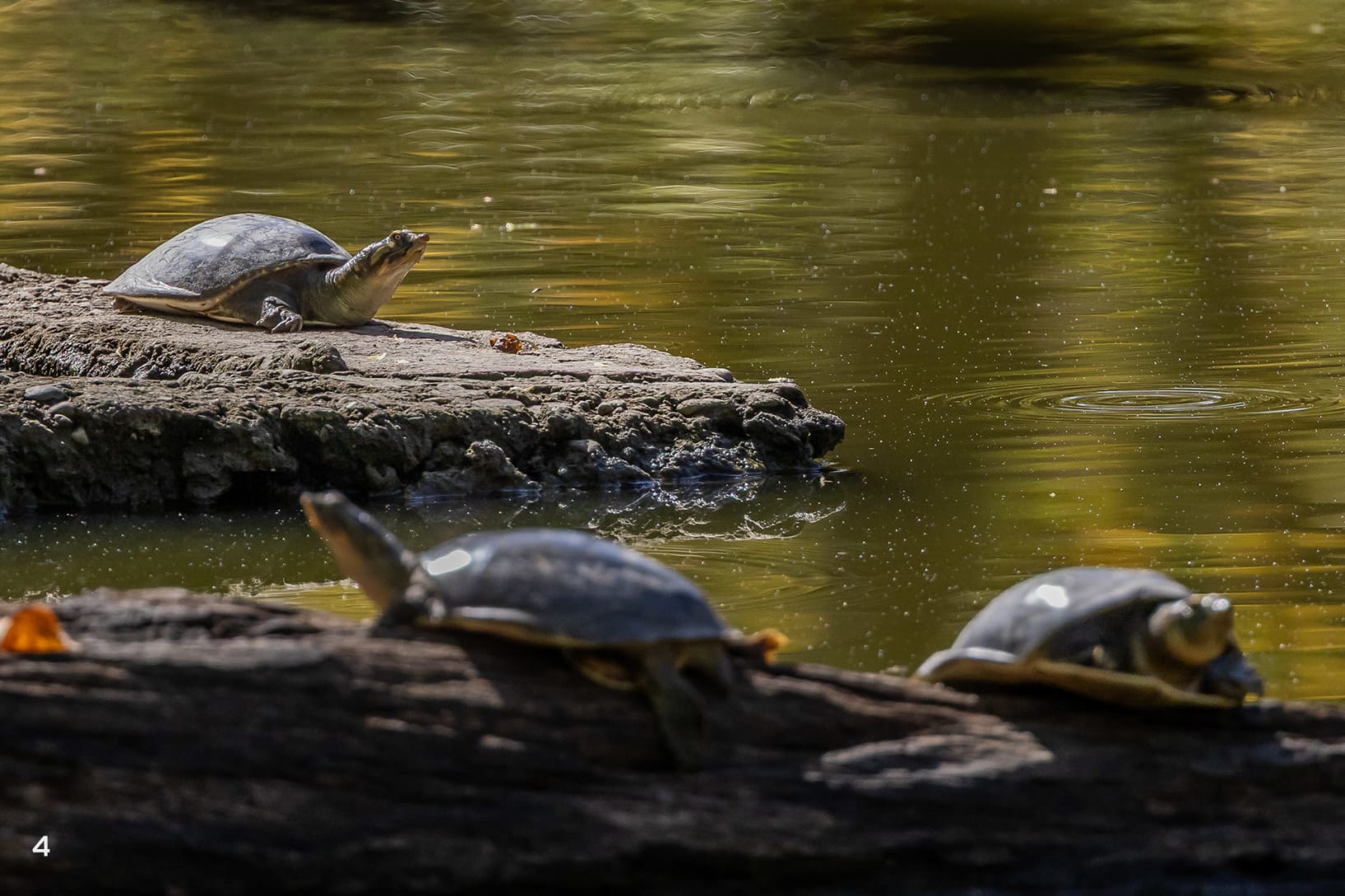 Indian flapshell turtle