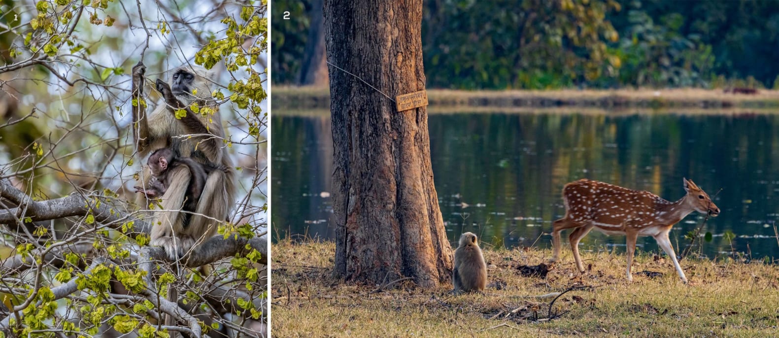 Tarai gray langurs and spotted deer