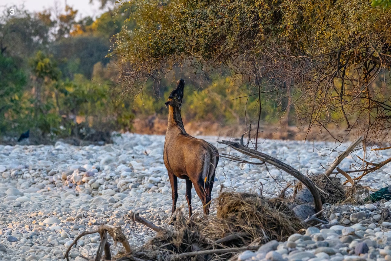 Nilgai