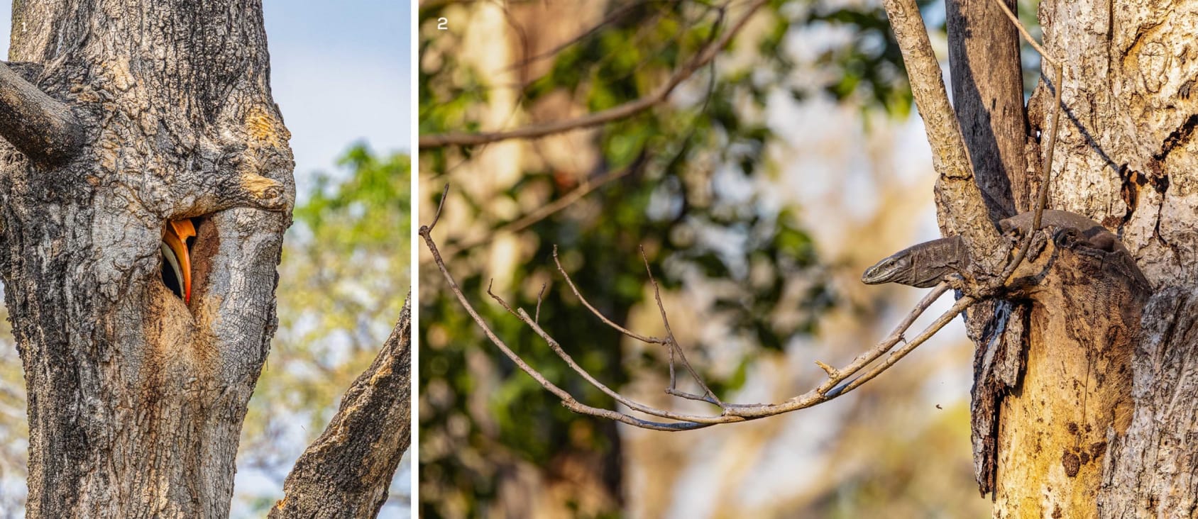 Great hornbill and bengal monitor lizard