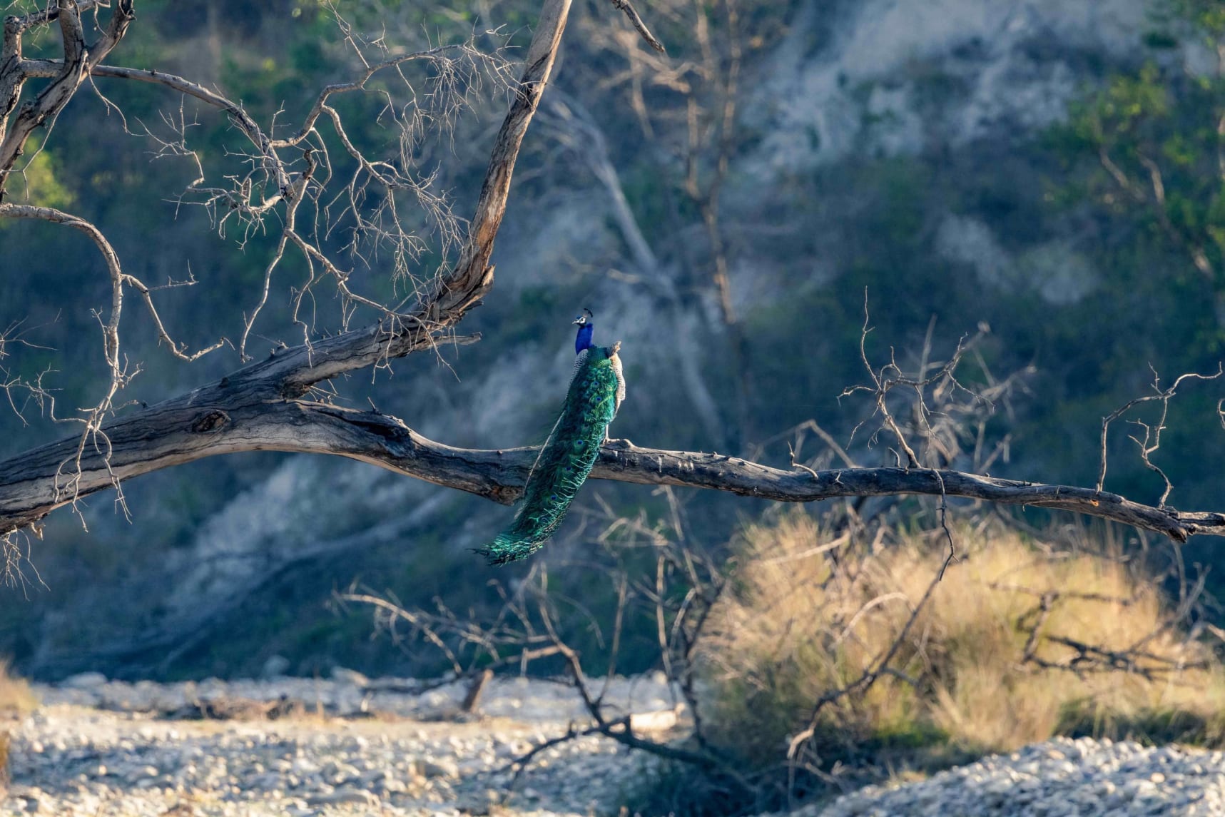 Indian peafowl