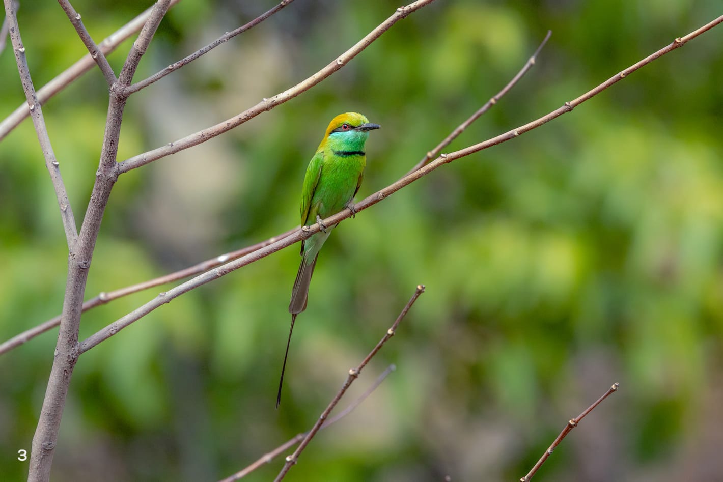 Green bee-eater