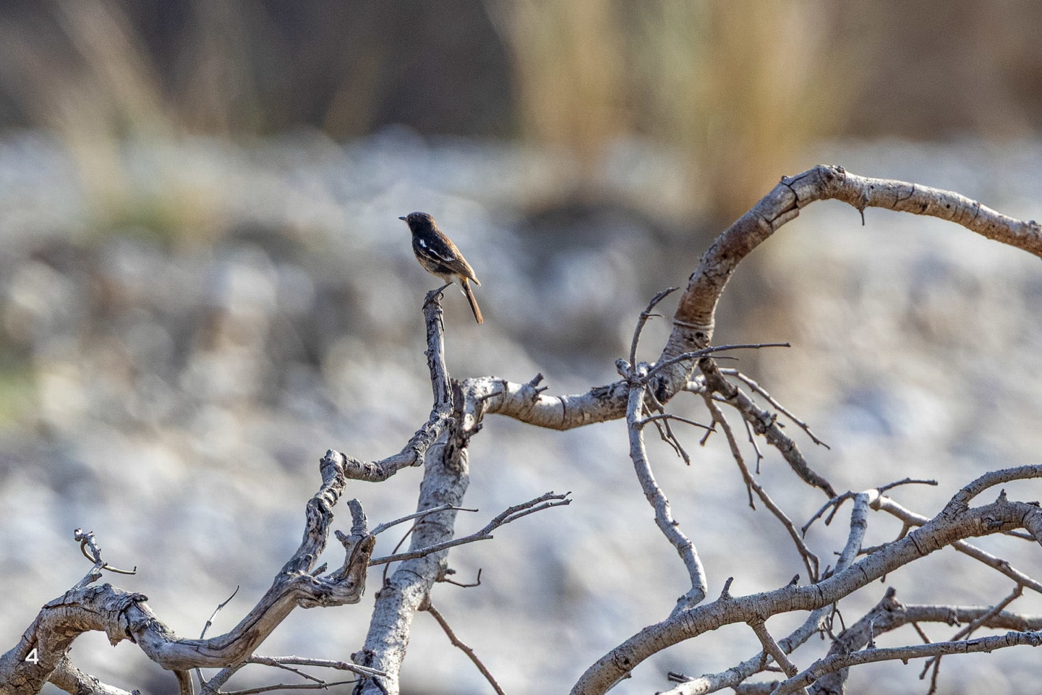 pied bushchat