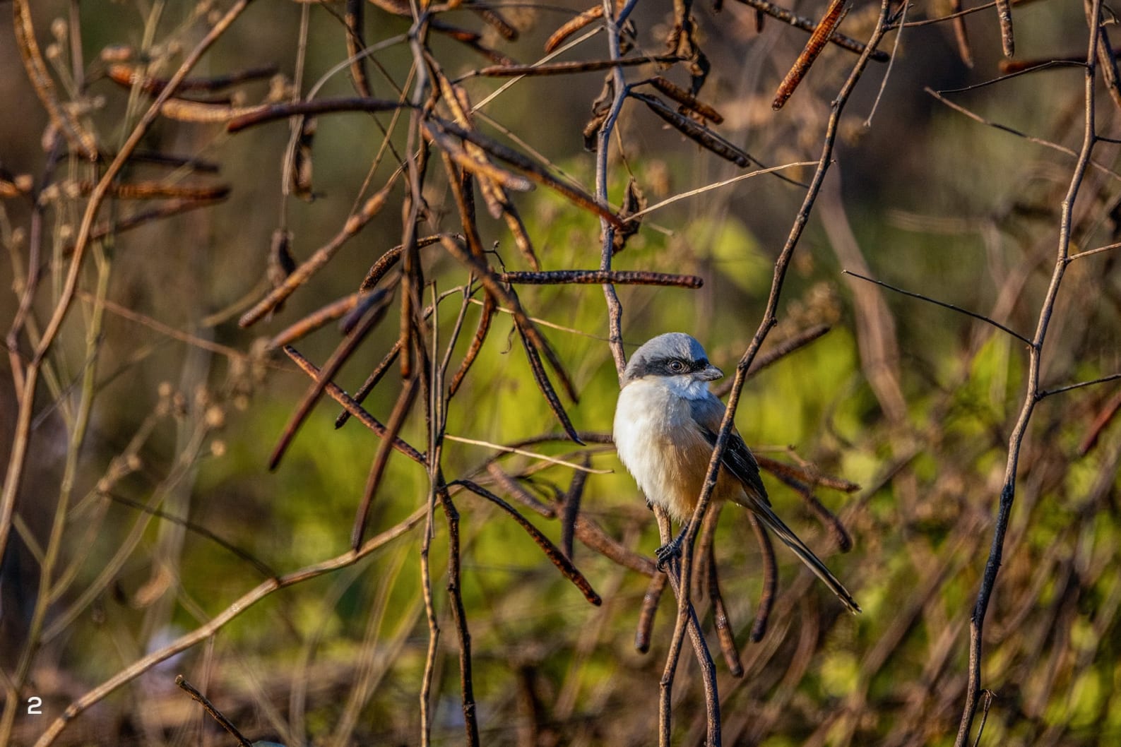 long-tailed shrike