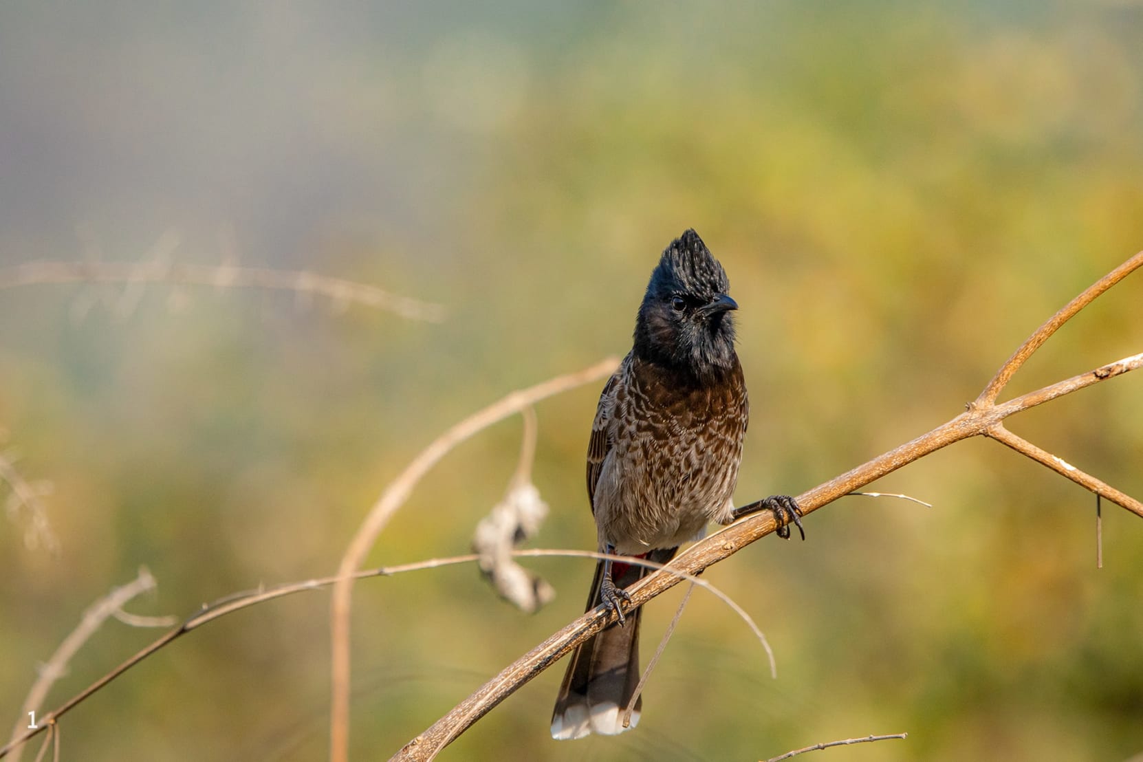 red-vented bulbul